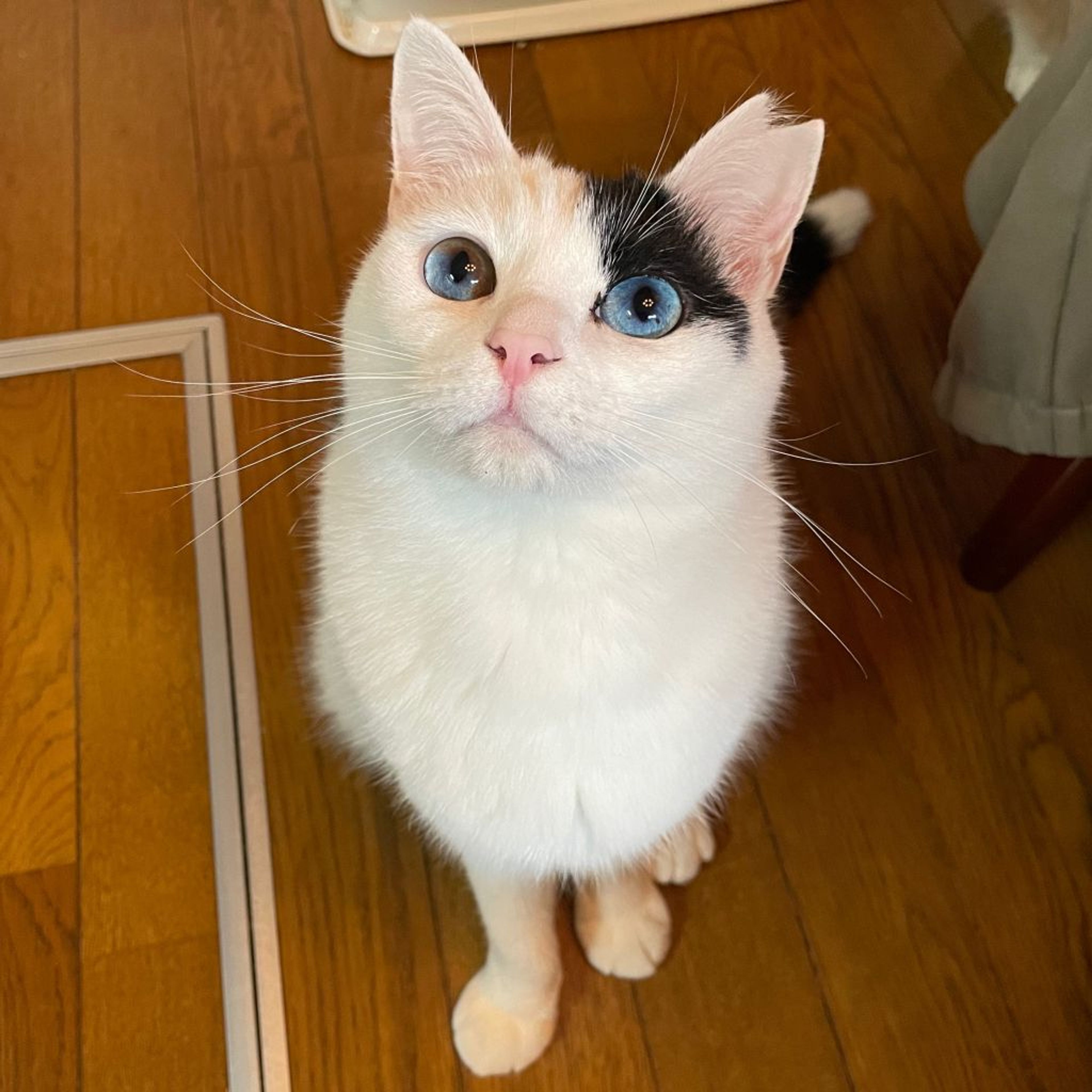 pet-image-3