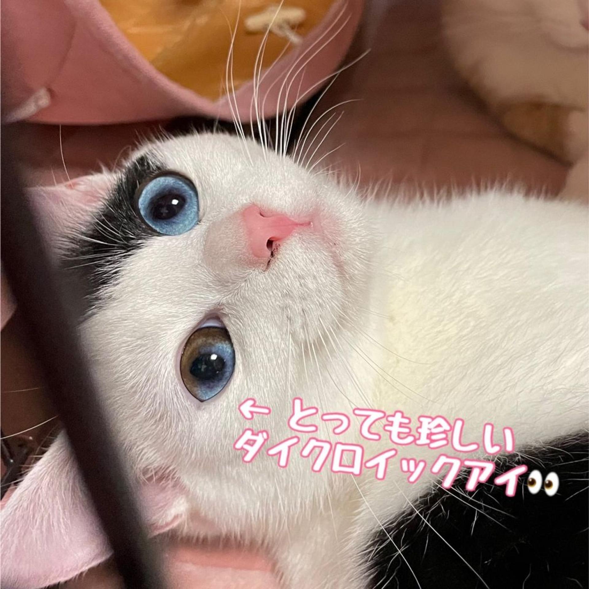 pet-image-4
