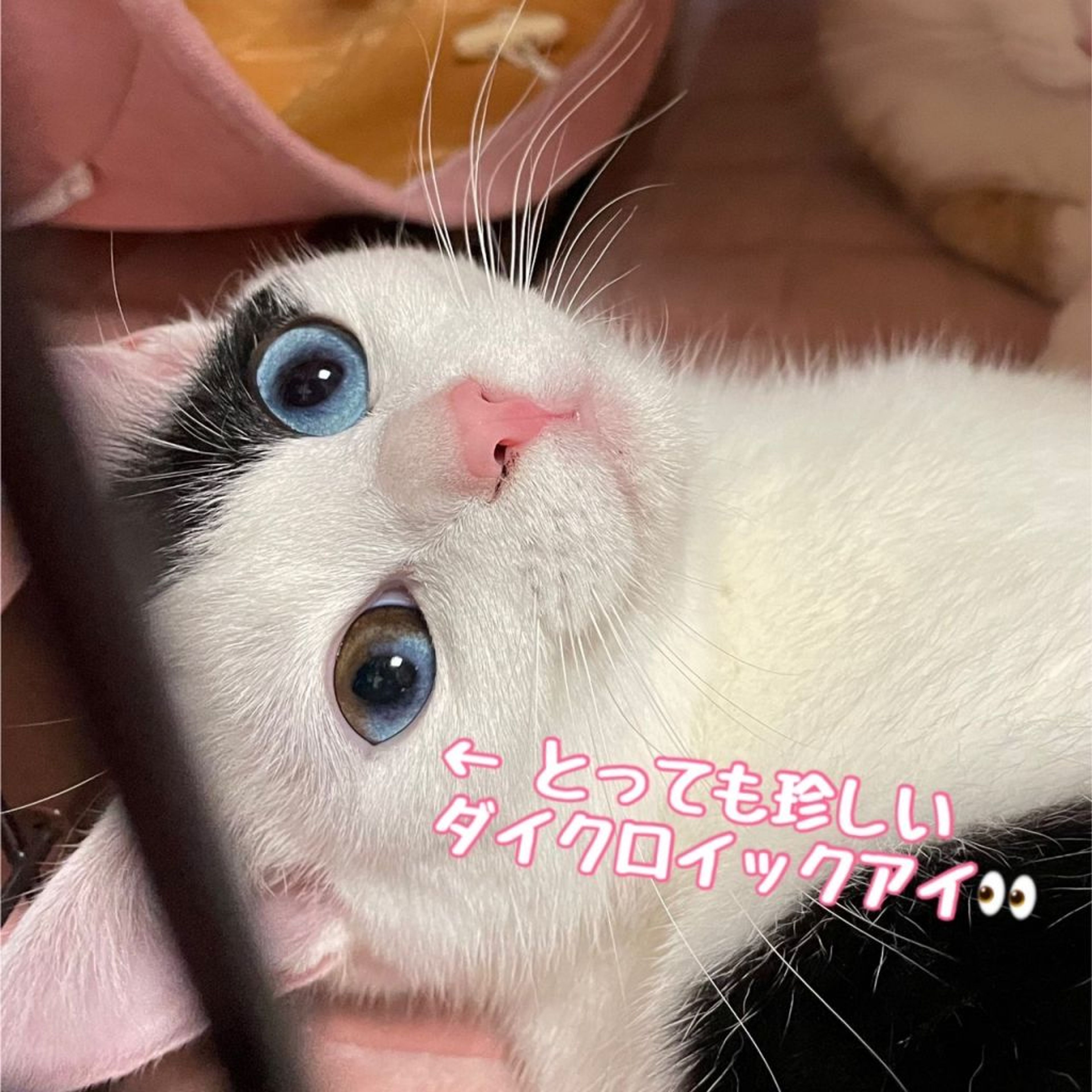 pet-image-4