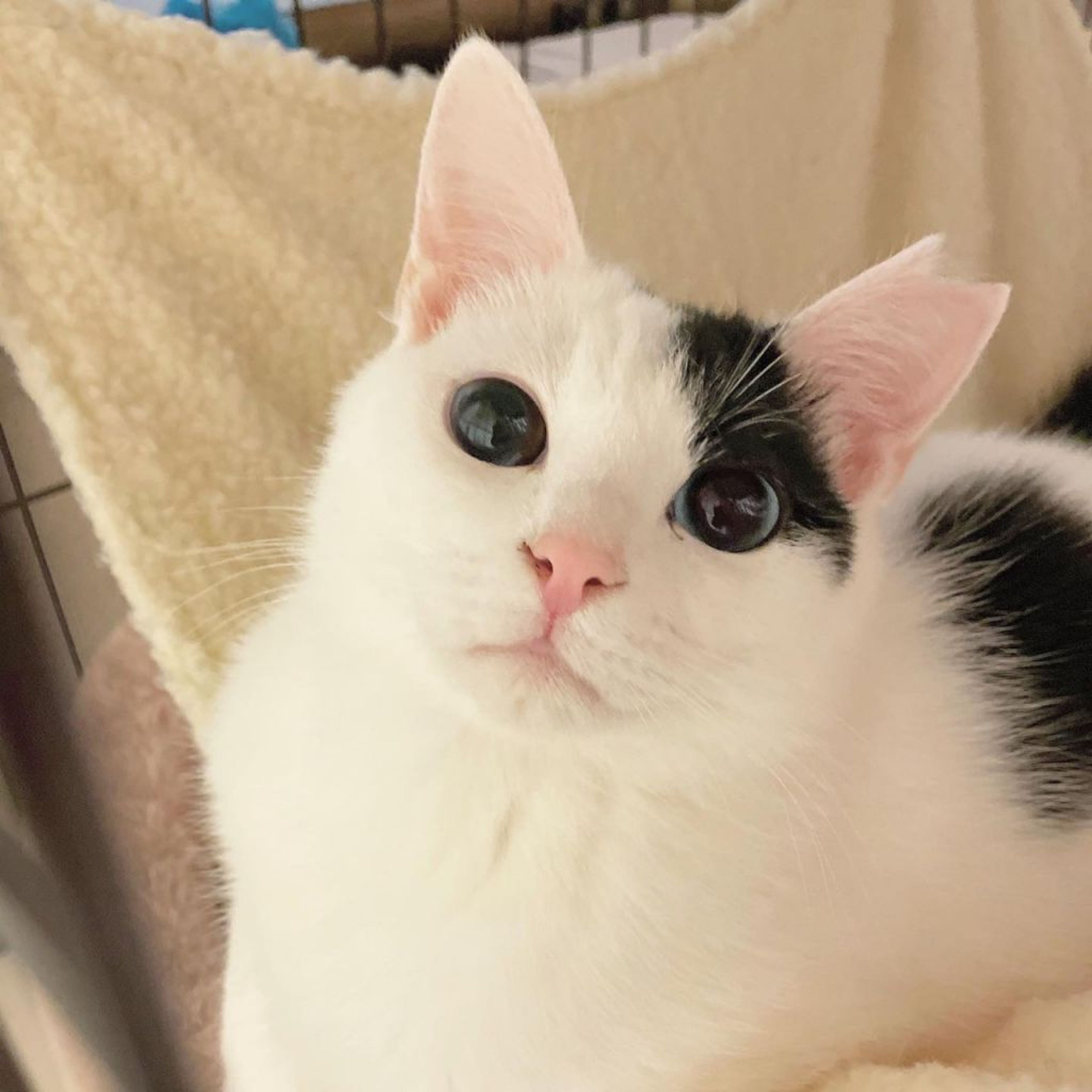 pet-image-5