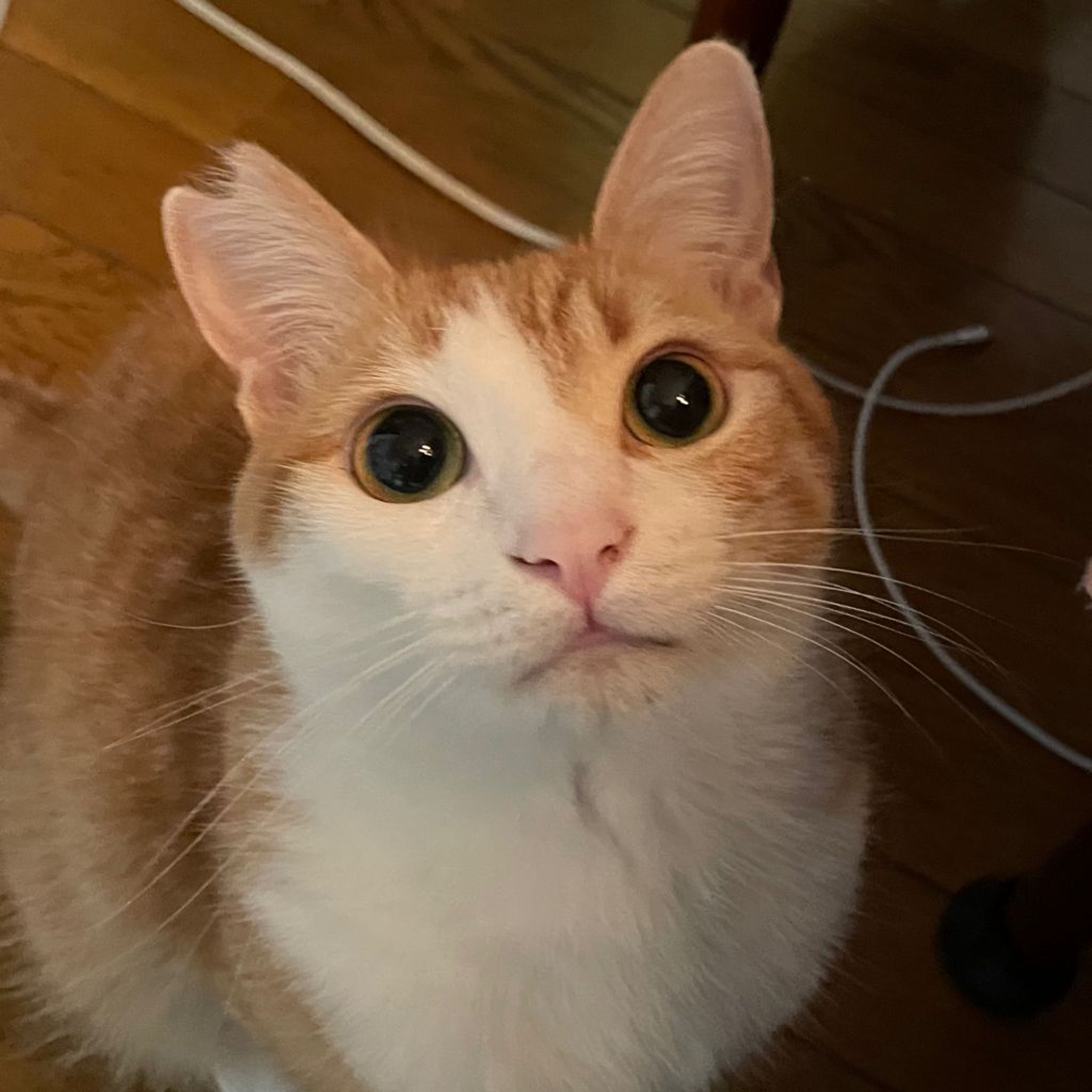 pet-image-6