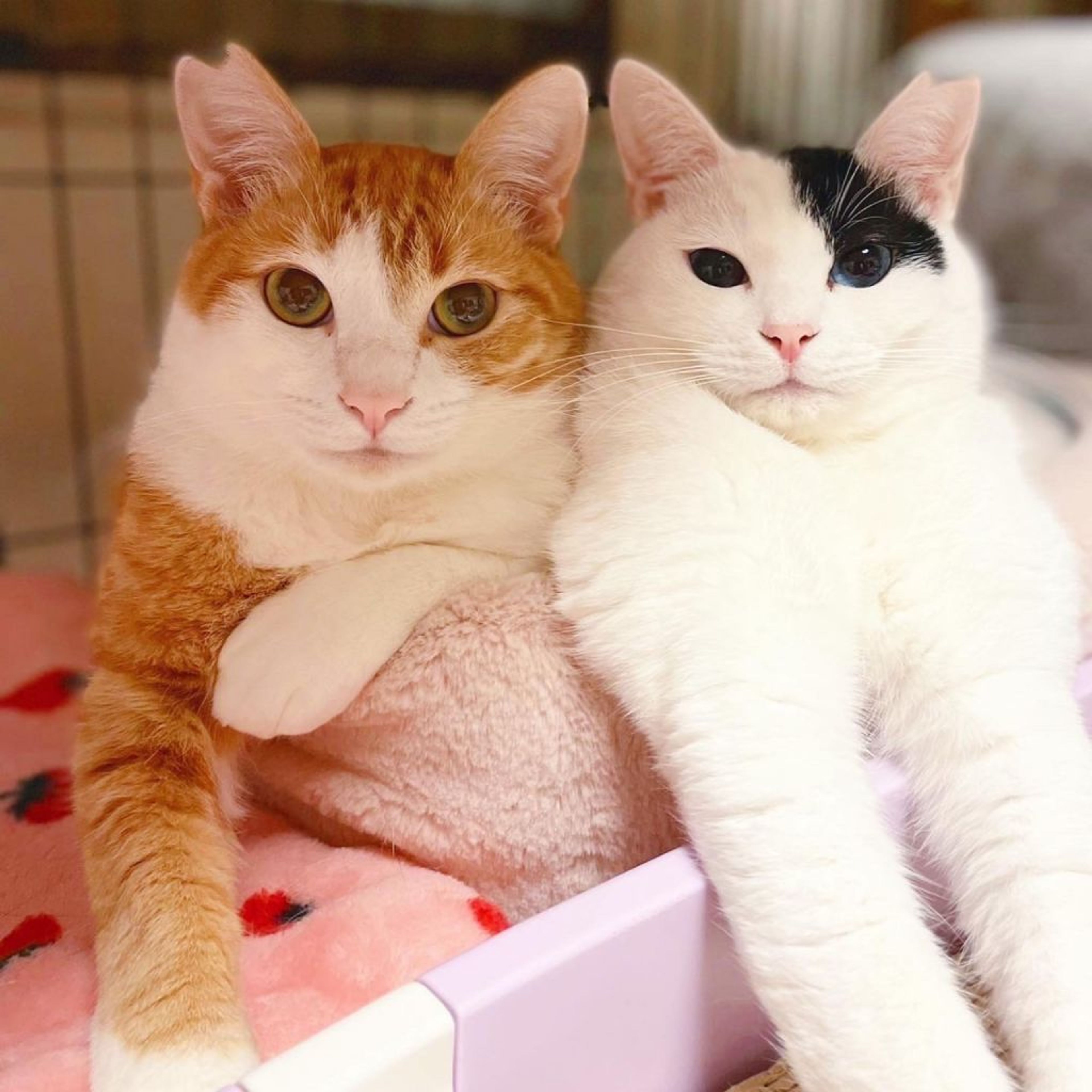 pet-image-7