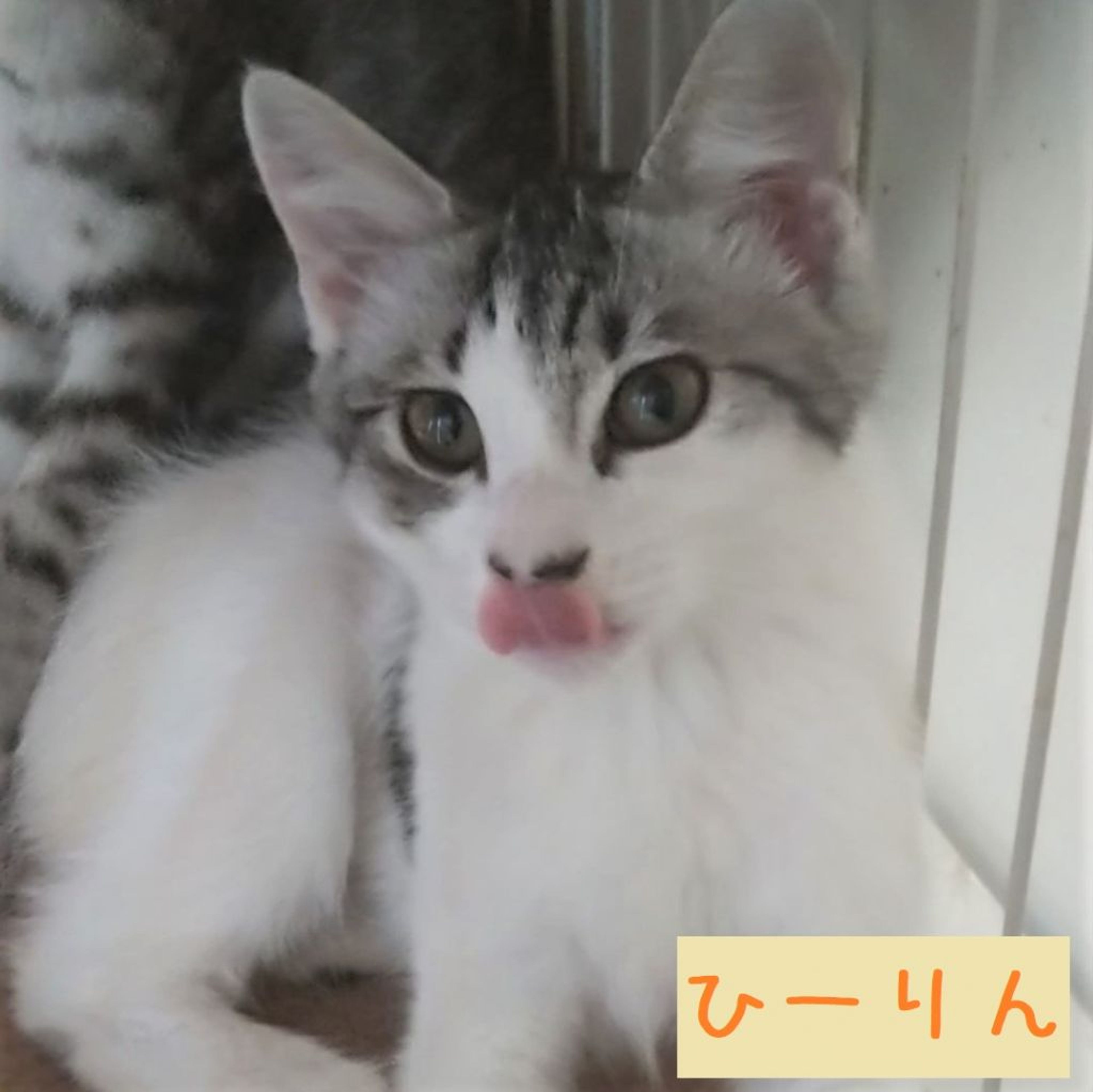 pet-image-2