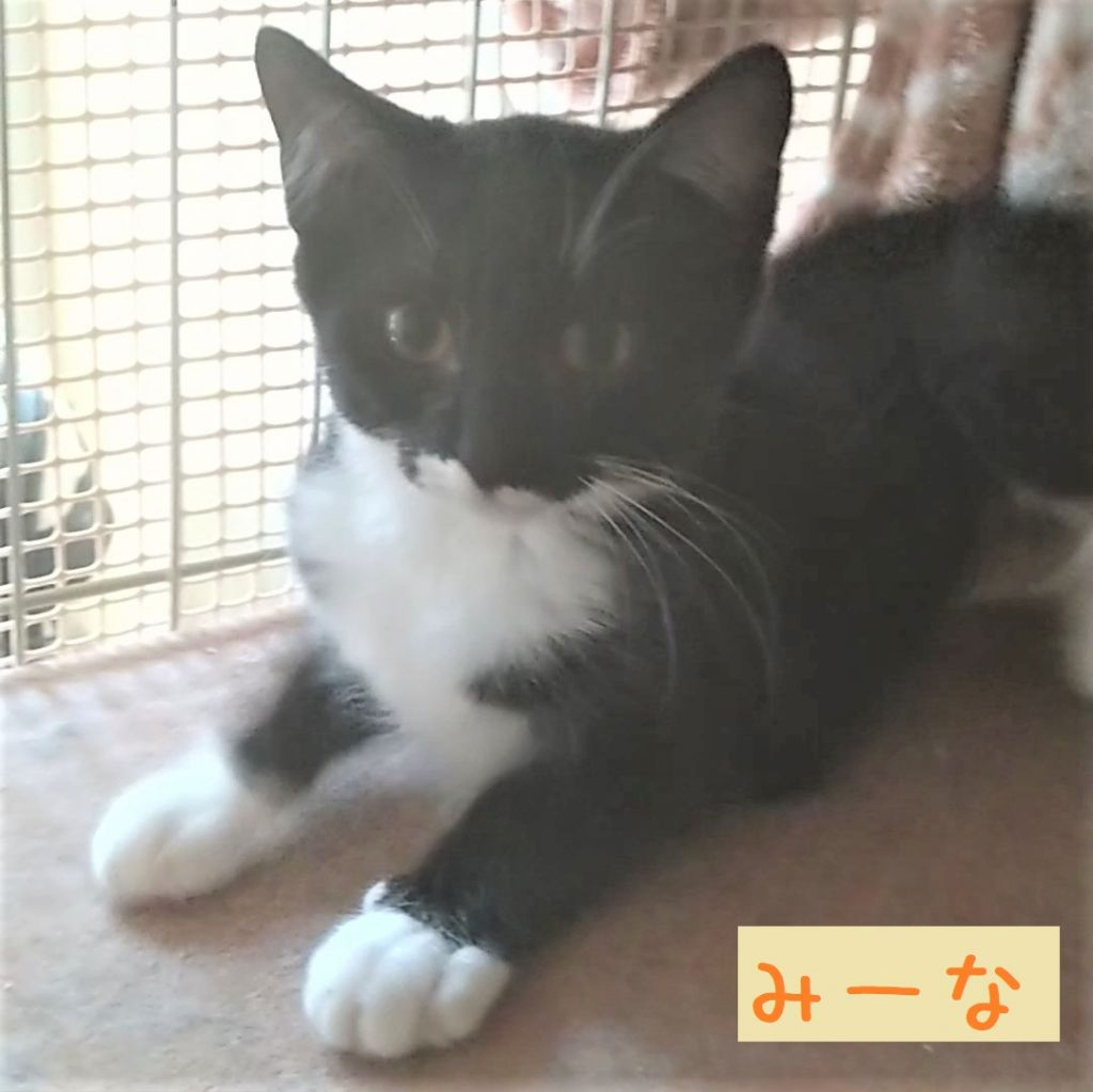 pet-image-3