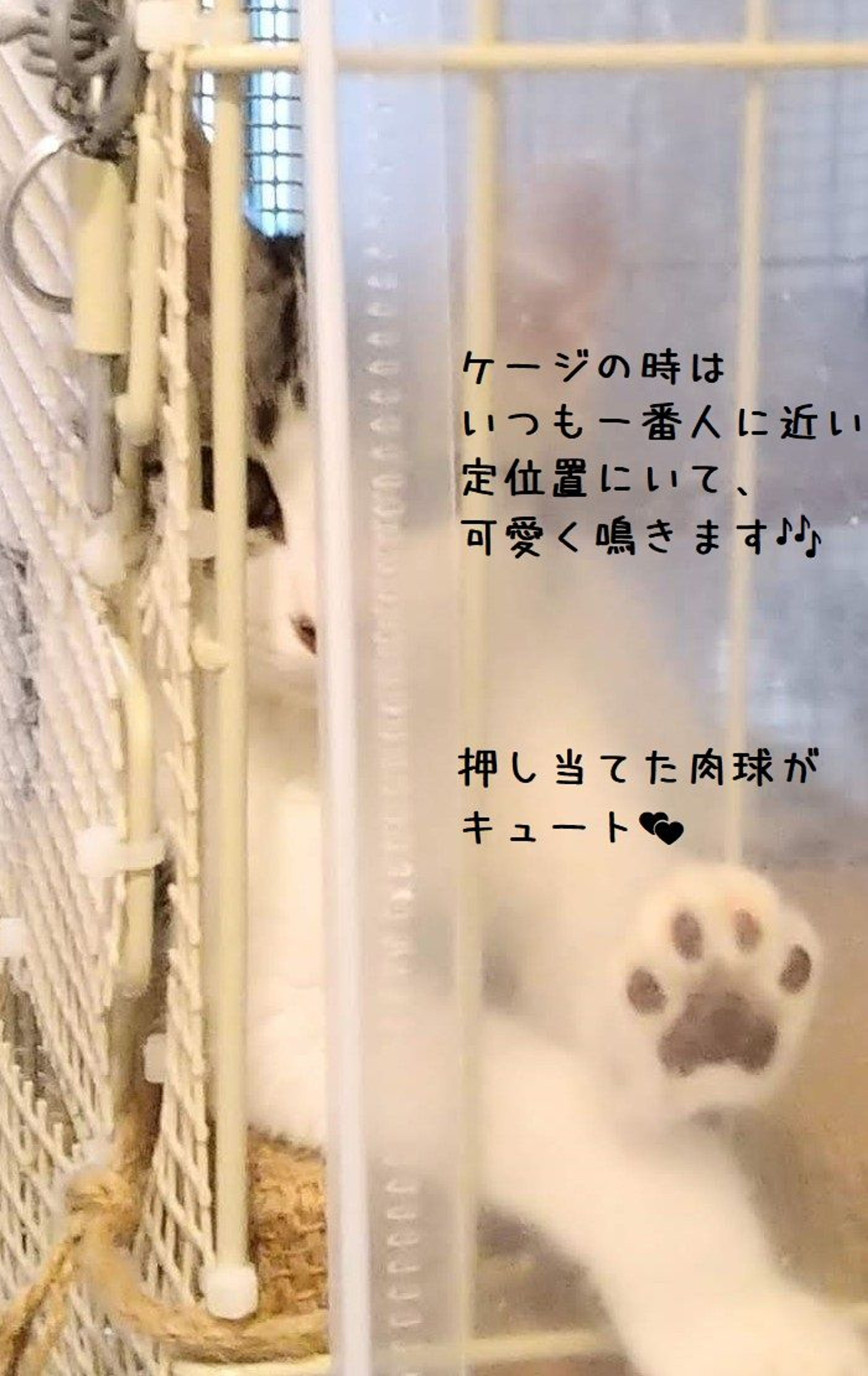 pet-image-4