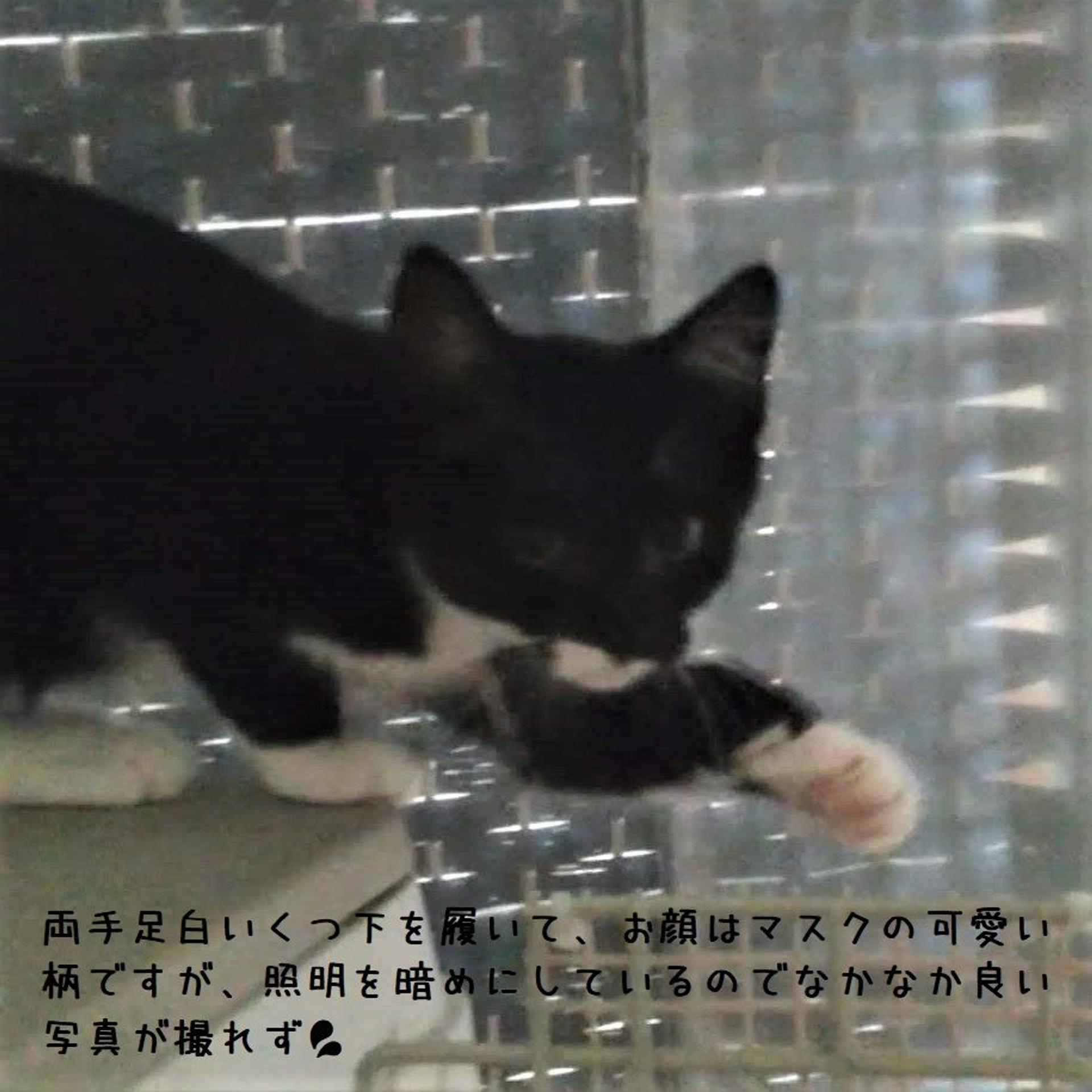 pet-image-5
