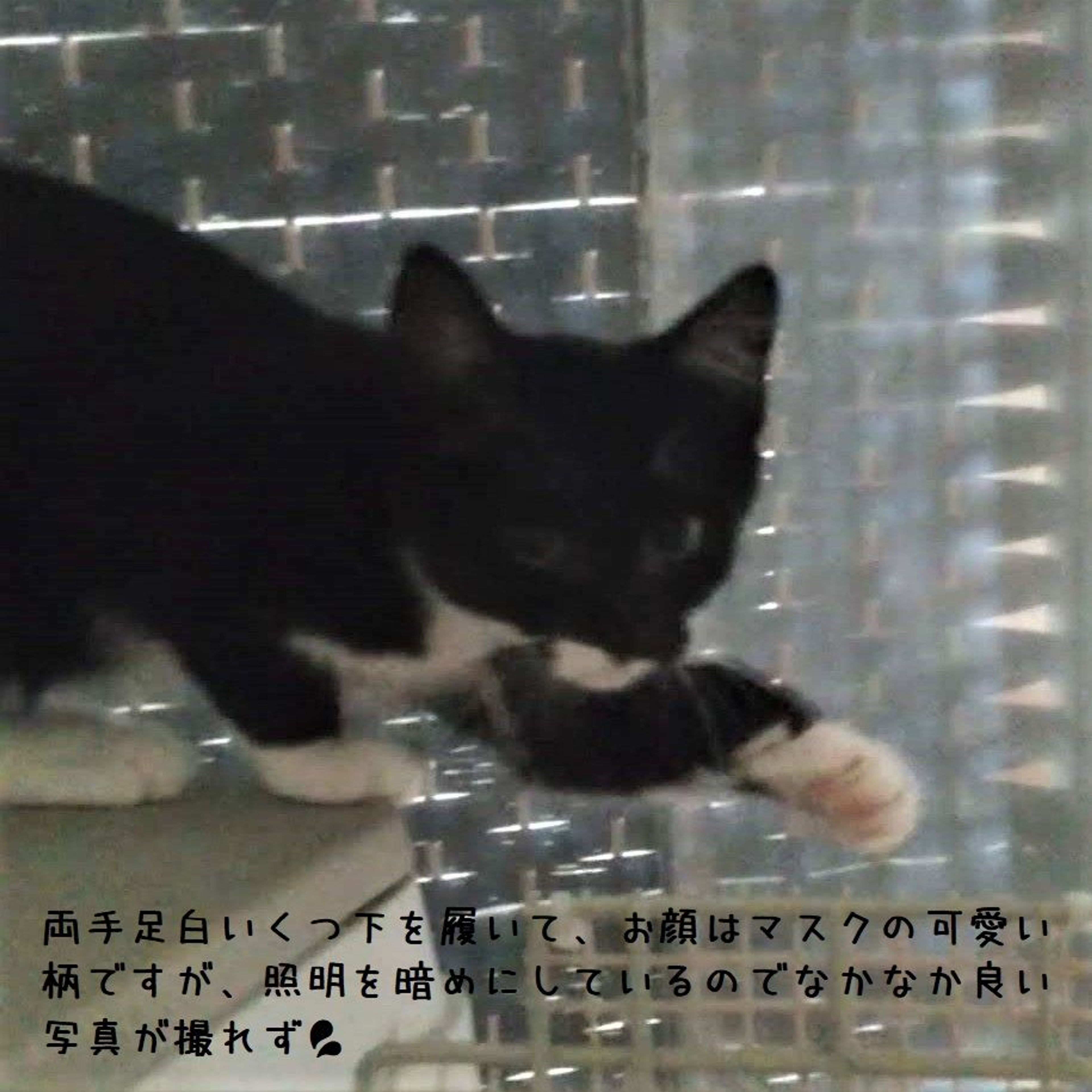 pet-image-5