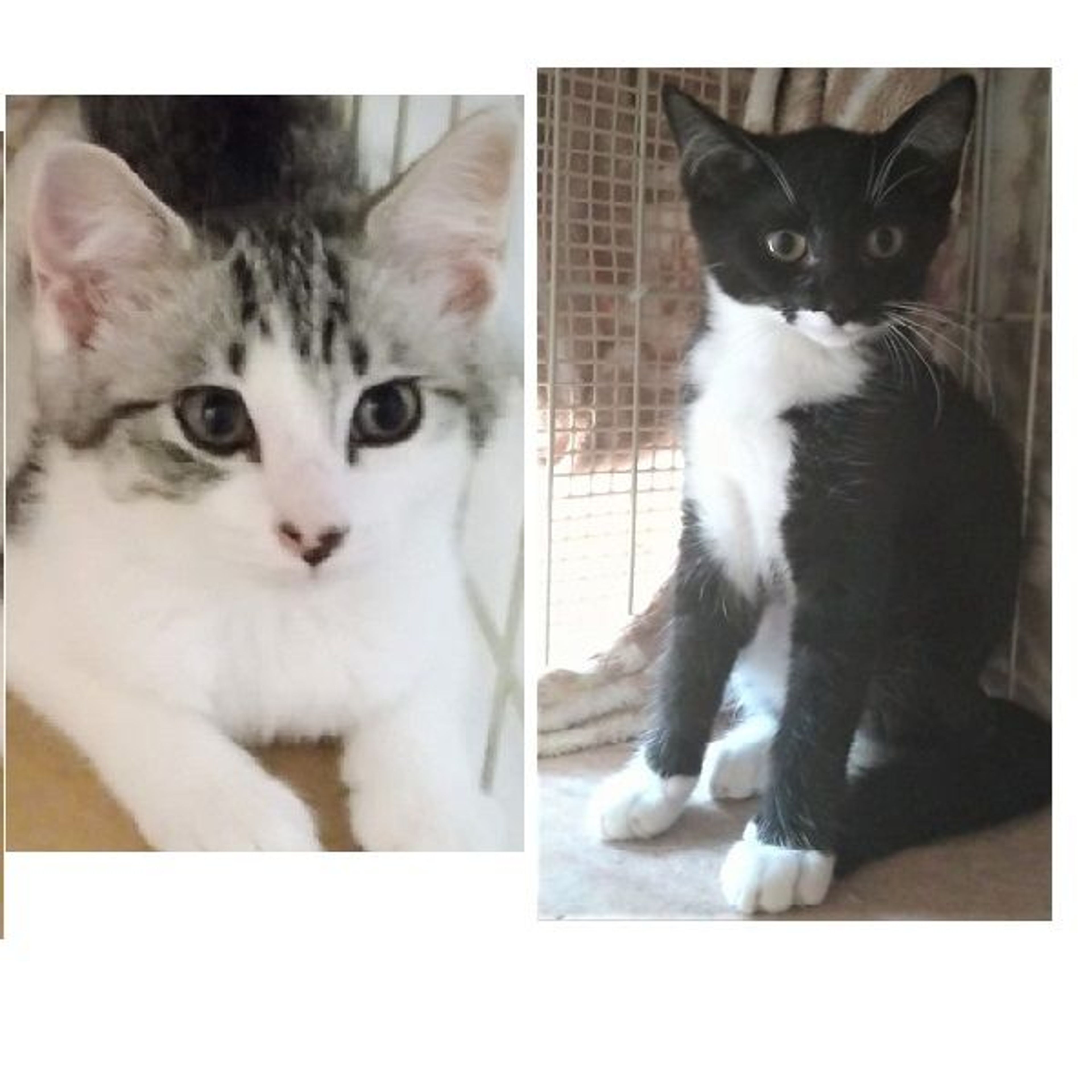 pet-image-6