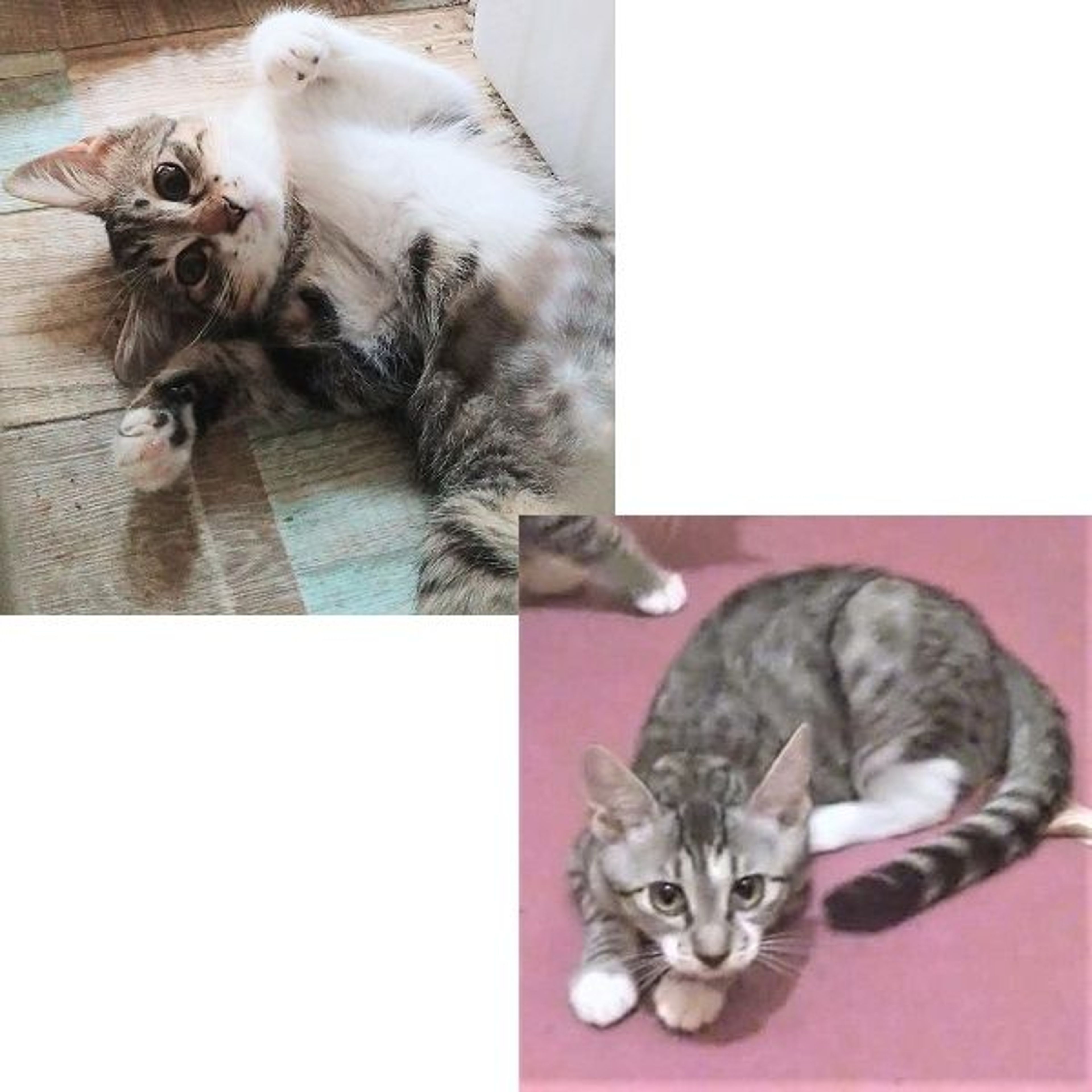 雑種（ミックス猫）・メスの里親募集の写真