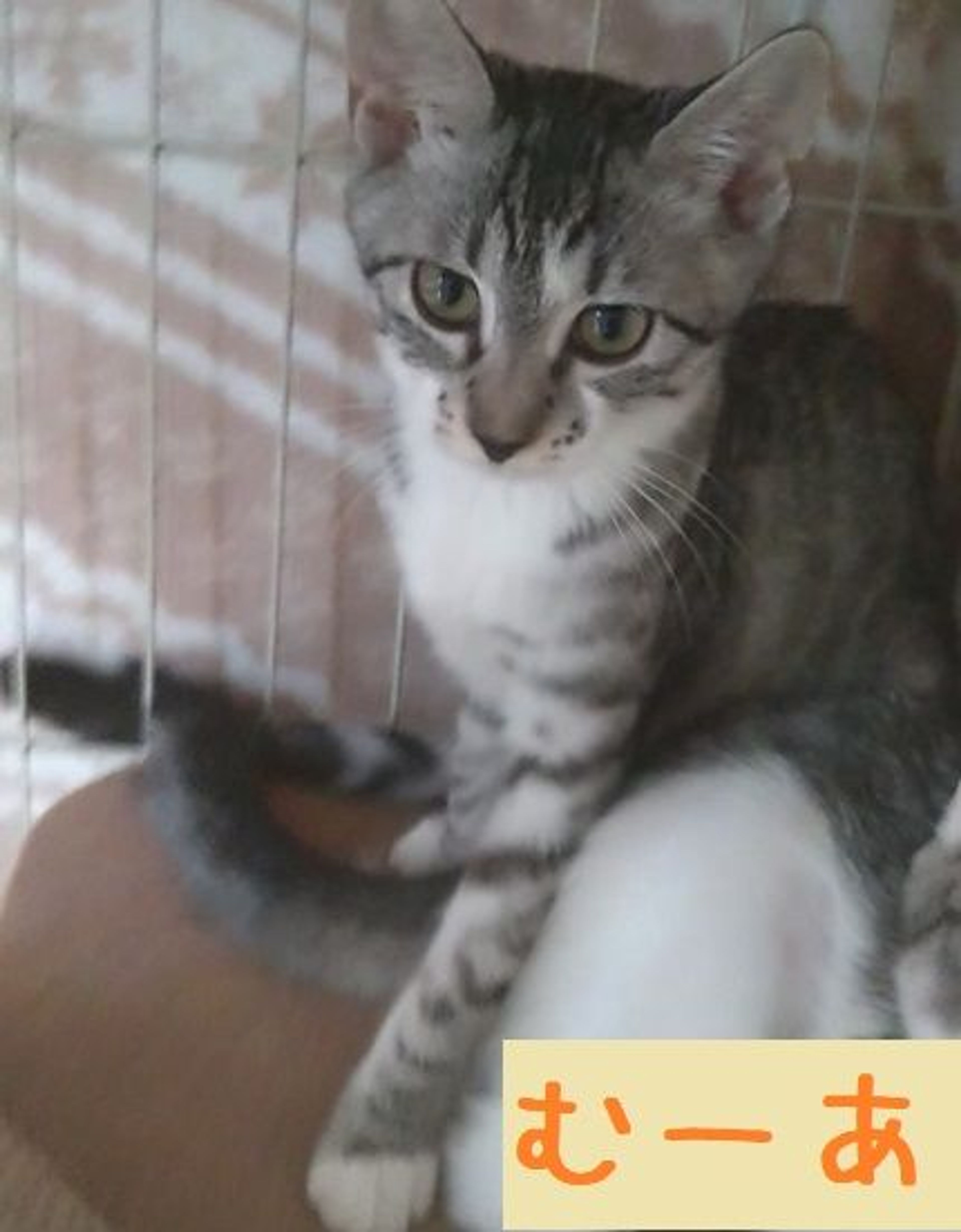 pet-image-3