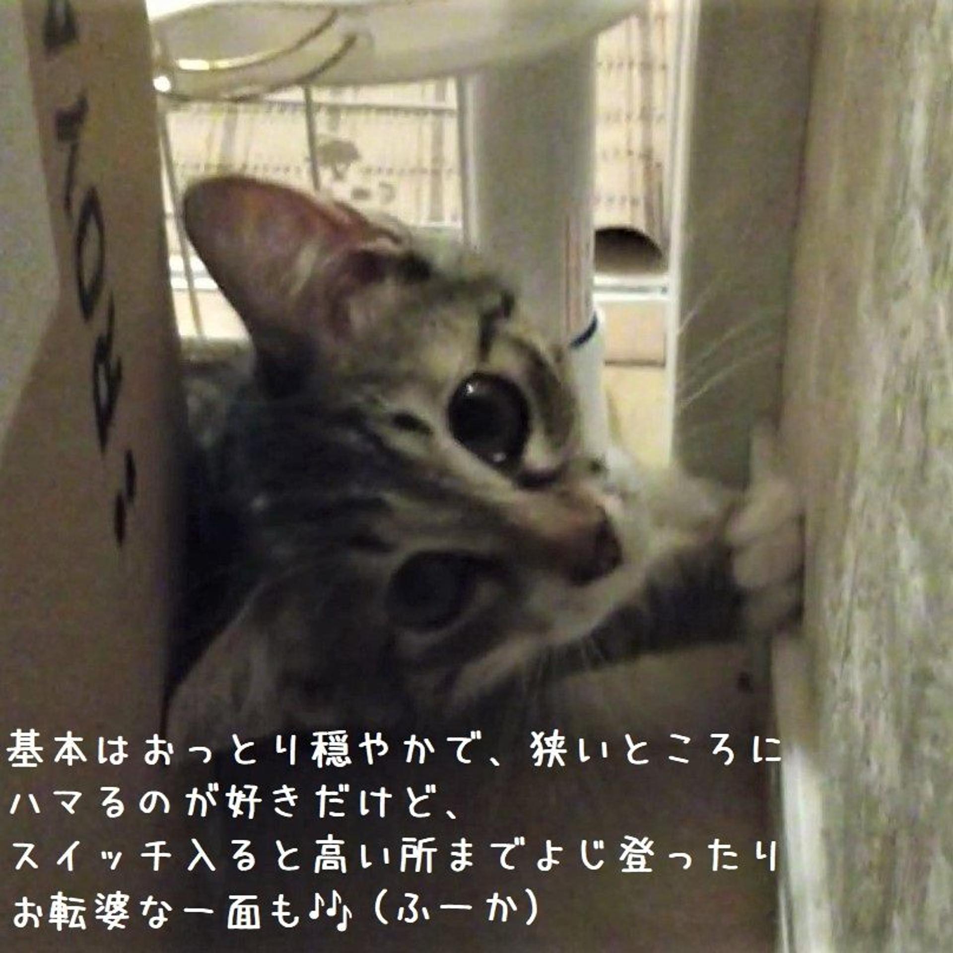 pet-image-4