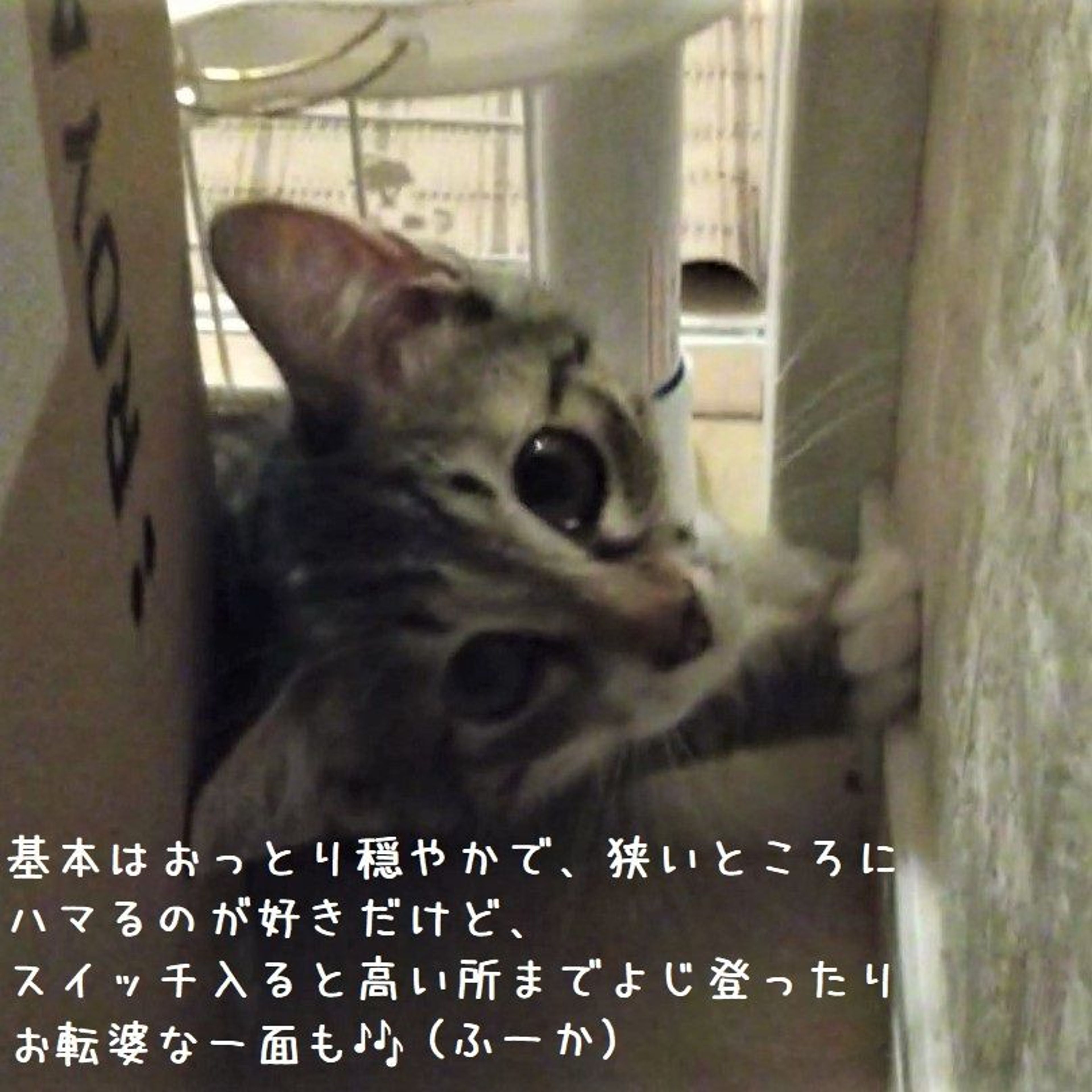 pet-image-4