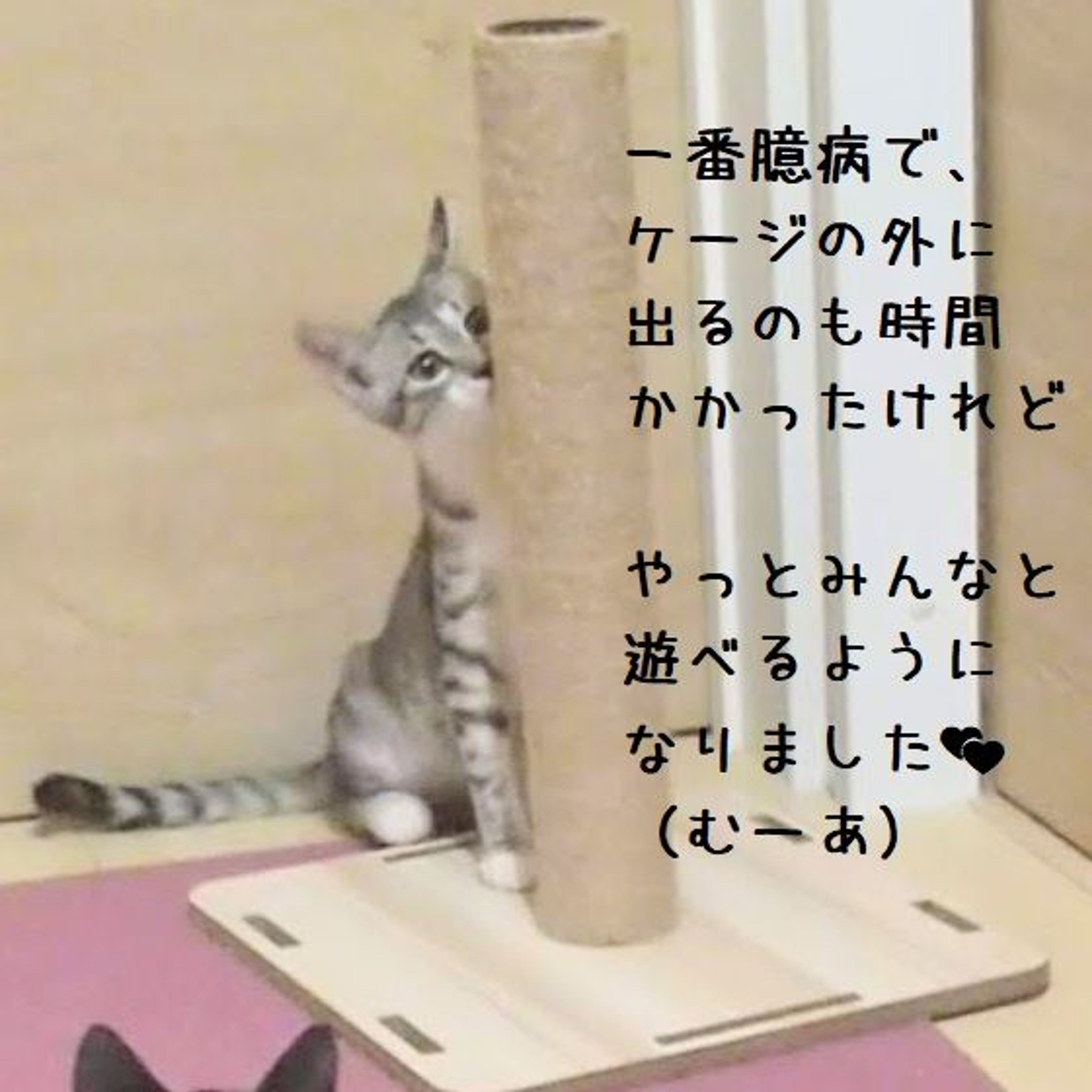 pet-image-5