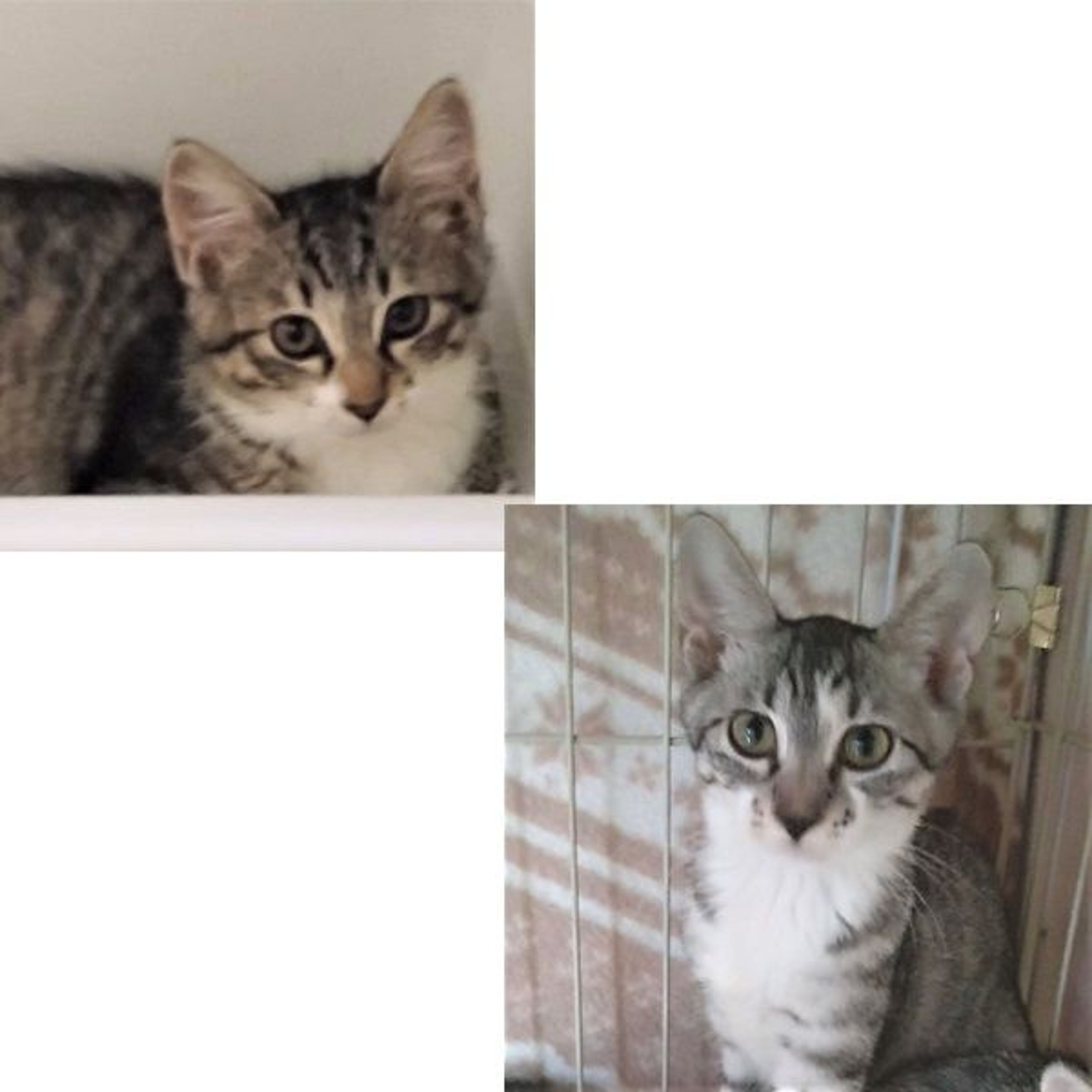 pet-image-6