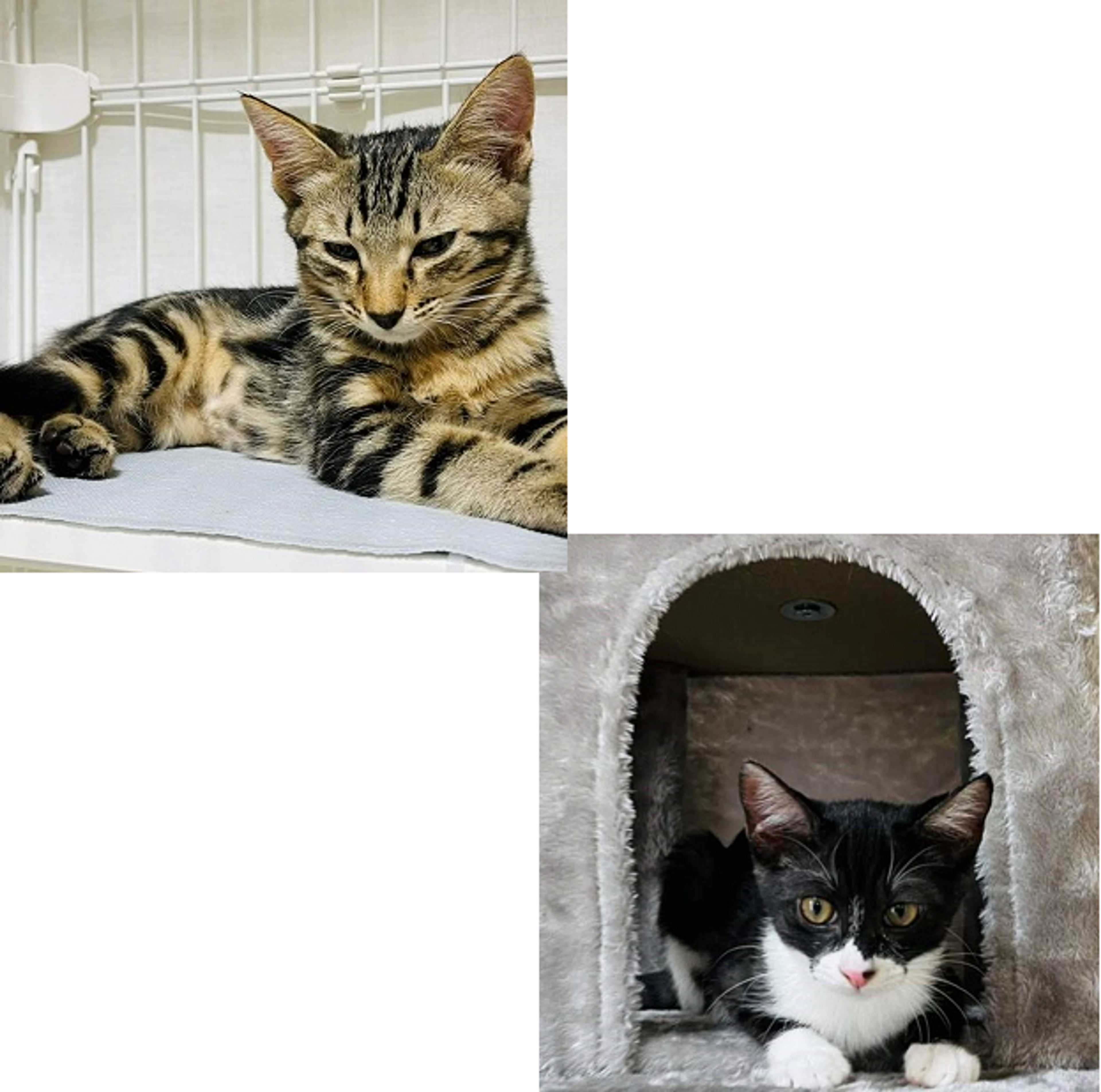 雑種（ミックス猫）・メスの里親募集の写真