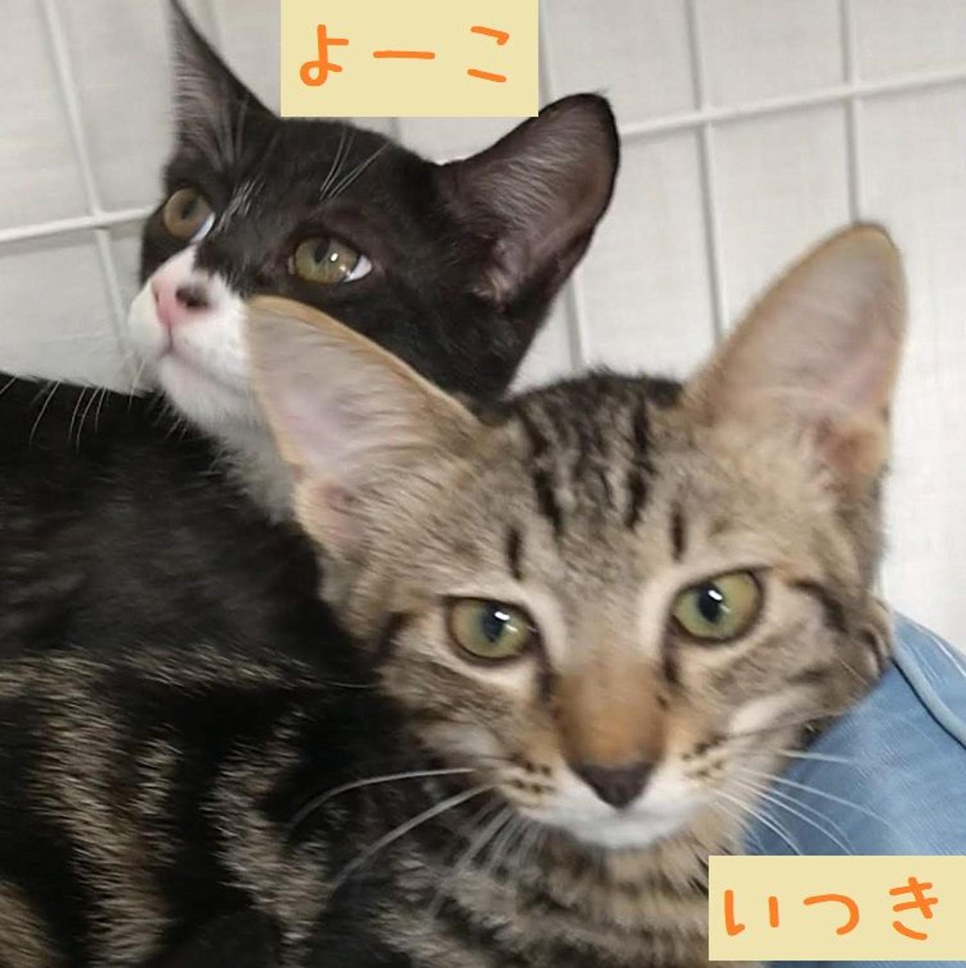 pet-image-2