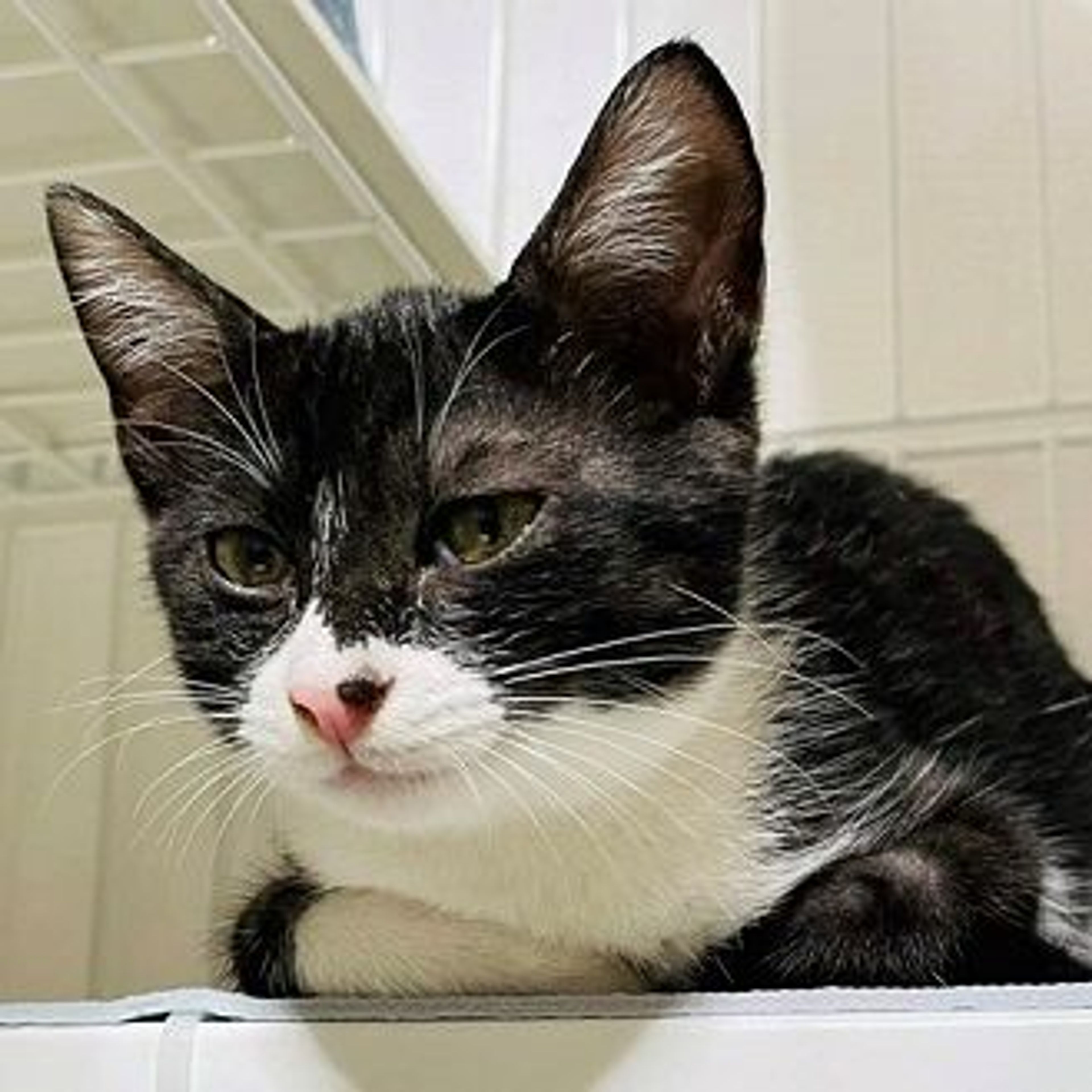 pet-image-4