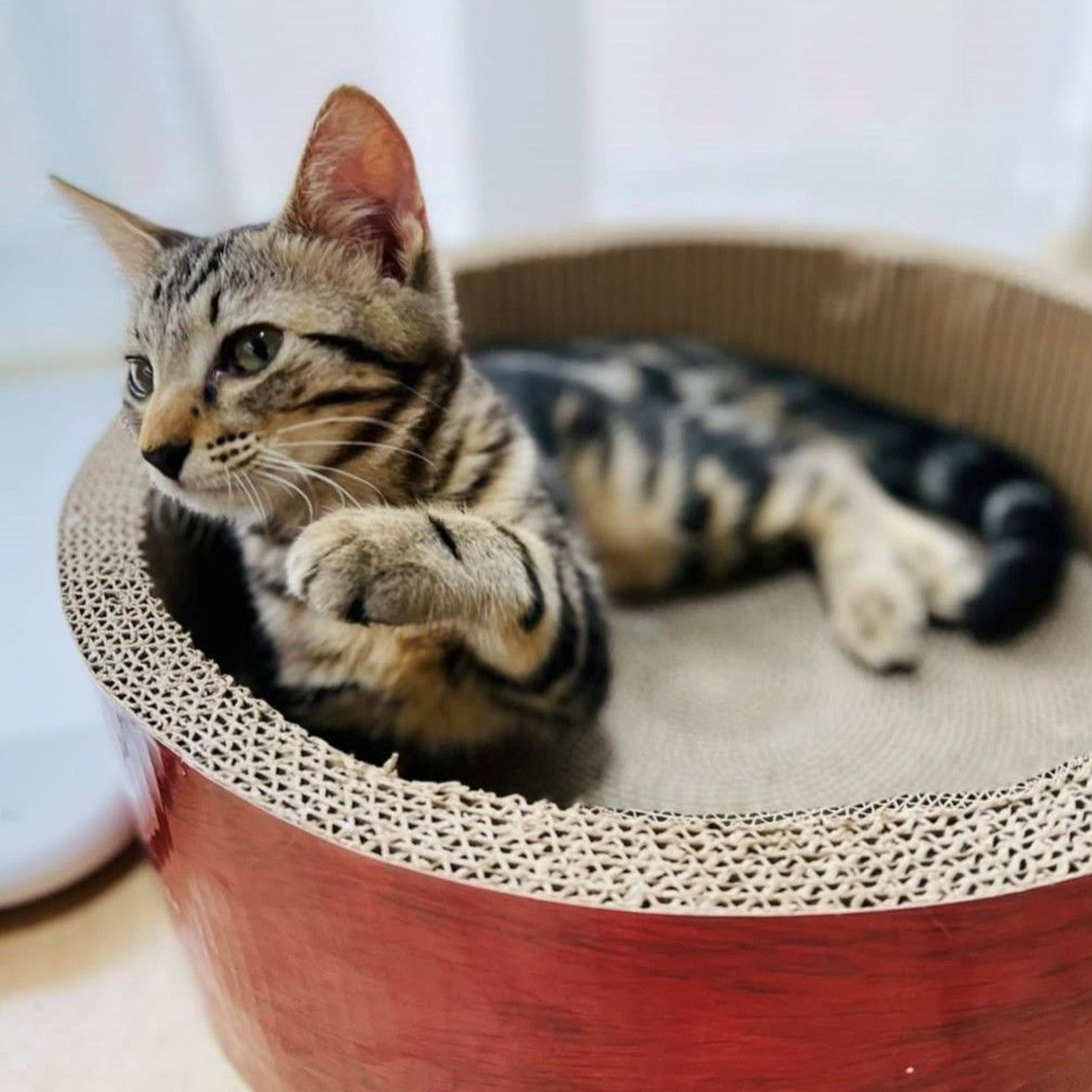 pet-image-5