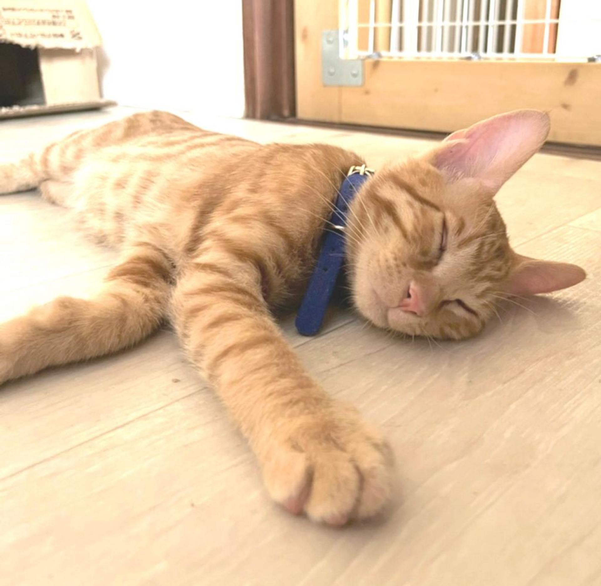 pet-image-3