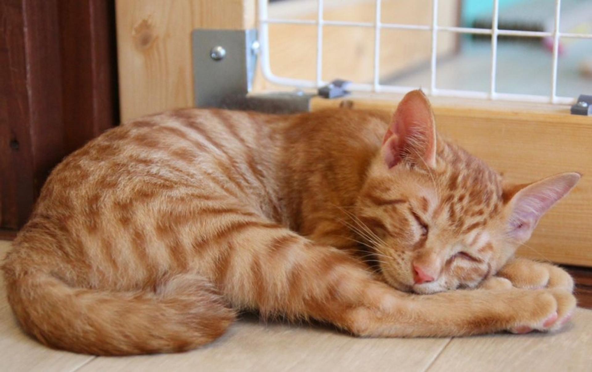 pet-image-7