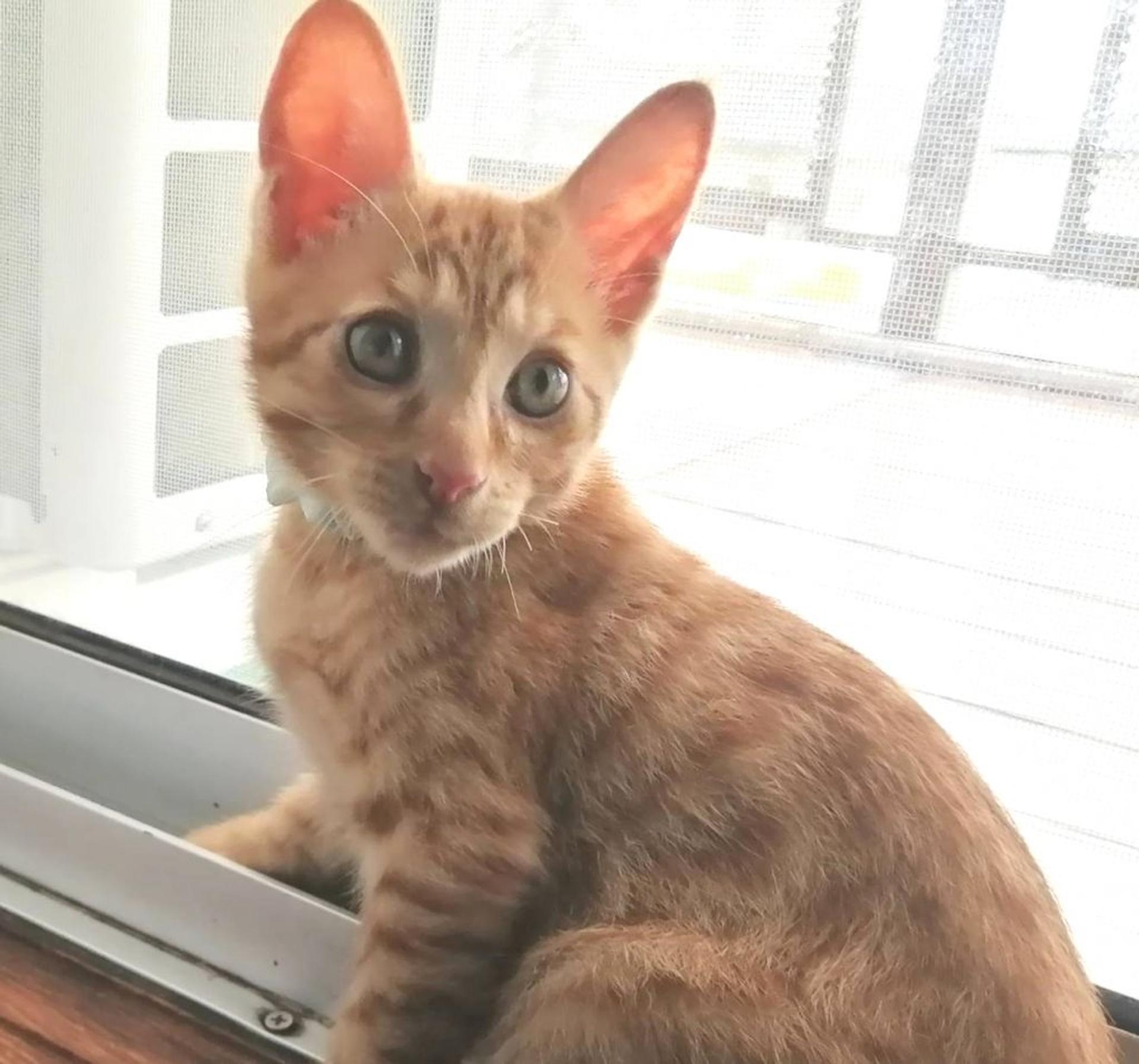 pet-image-8