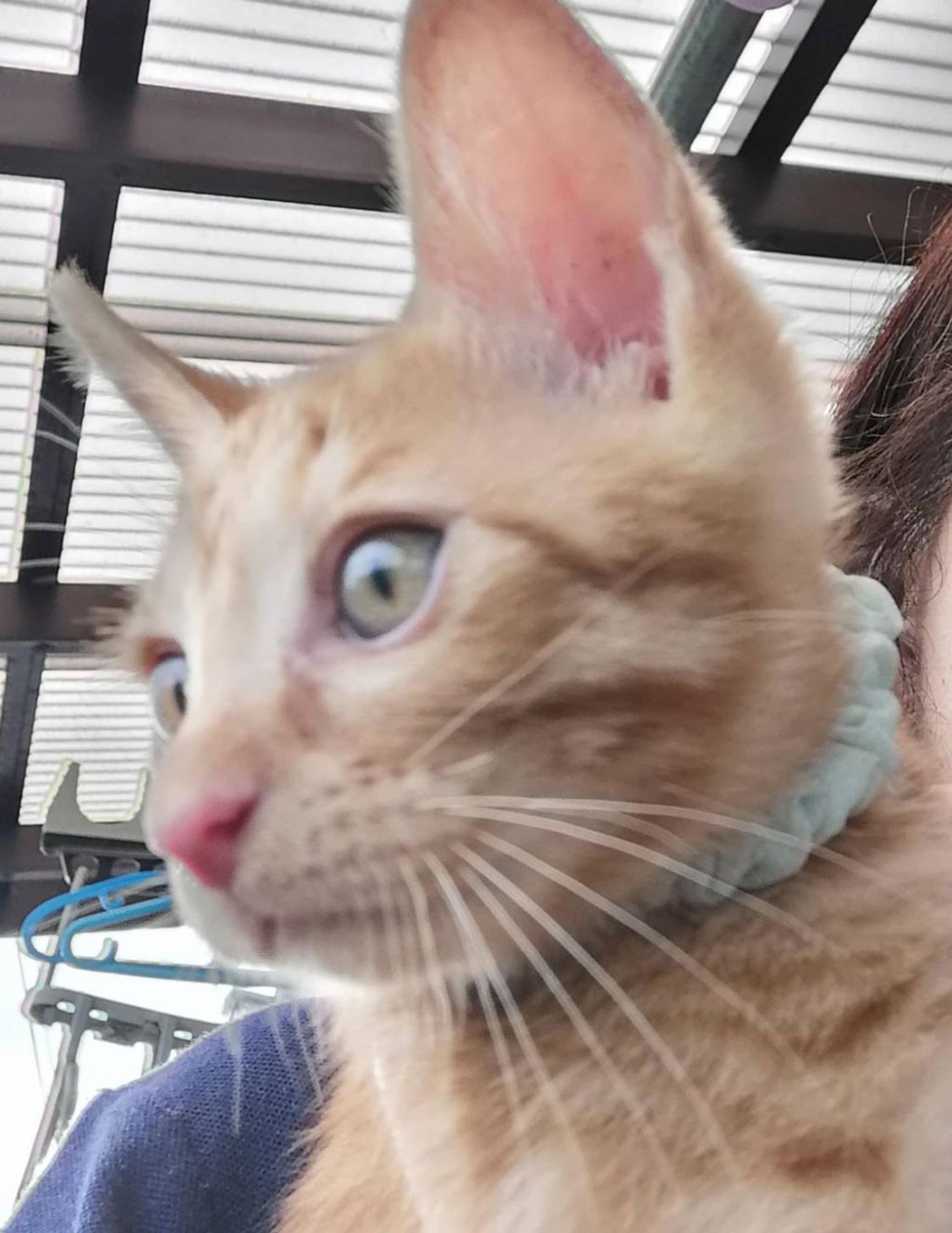 pet-image-9