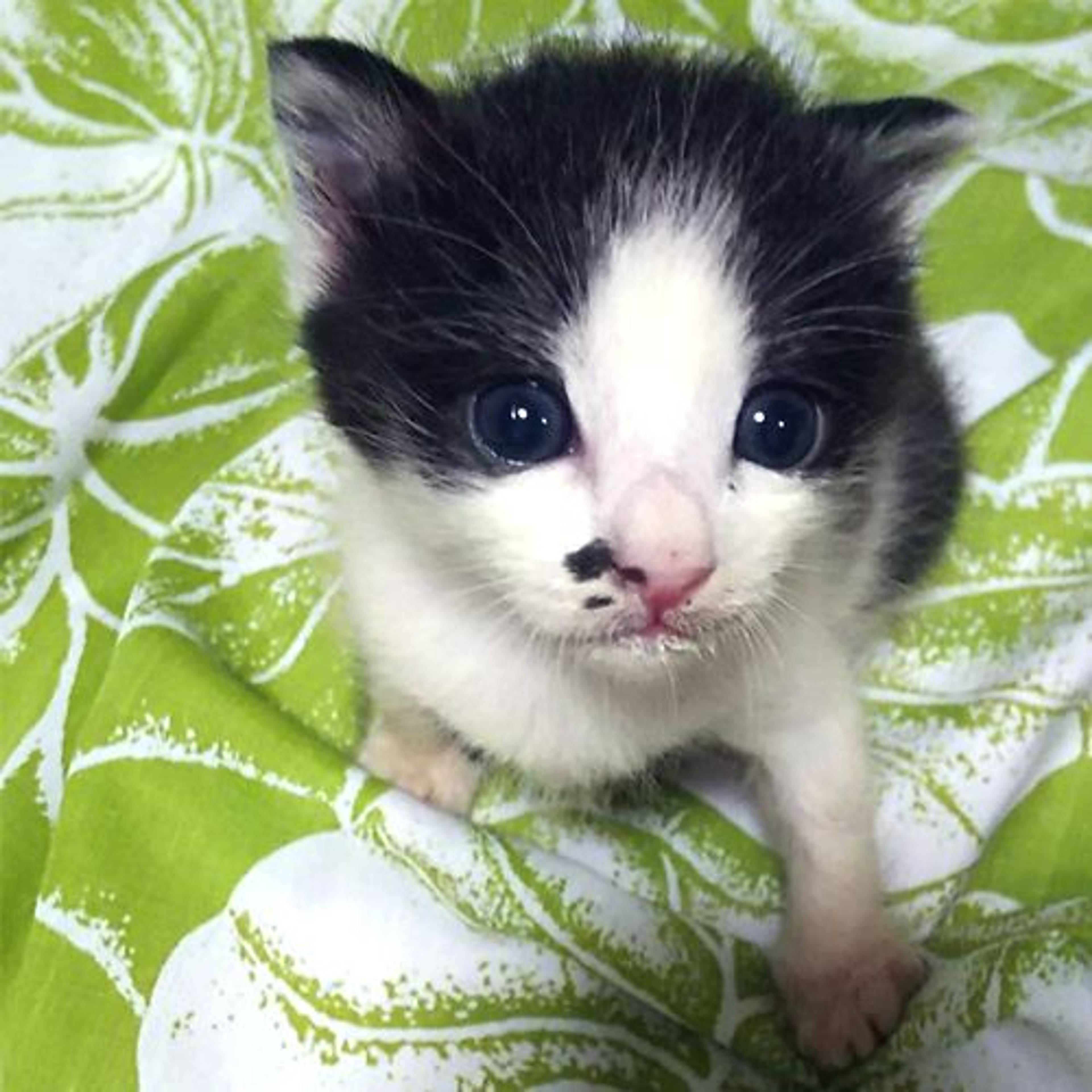 雑種（ミックス猫）・メスの里親募集の写真