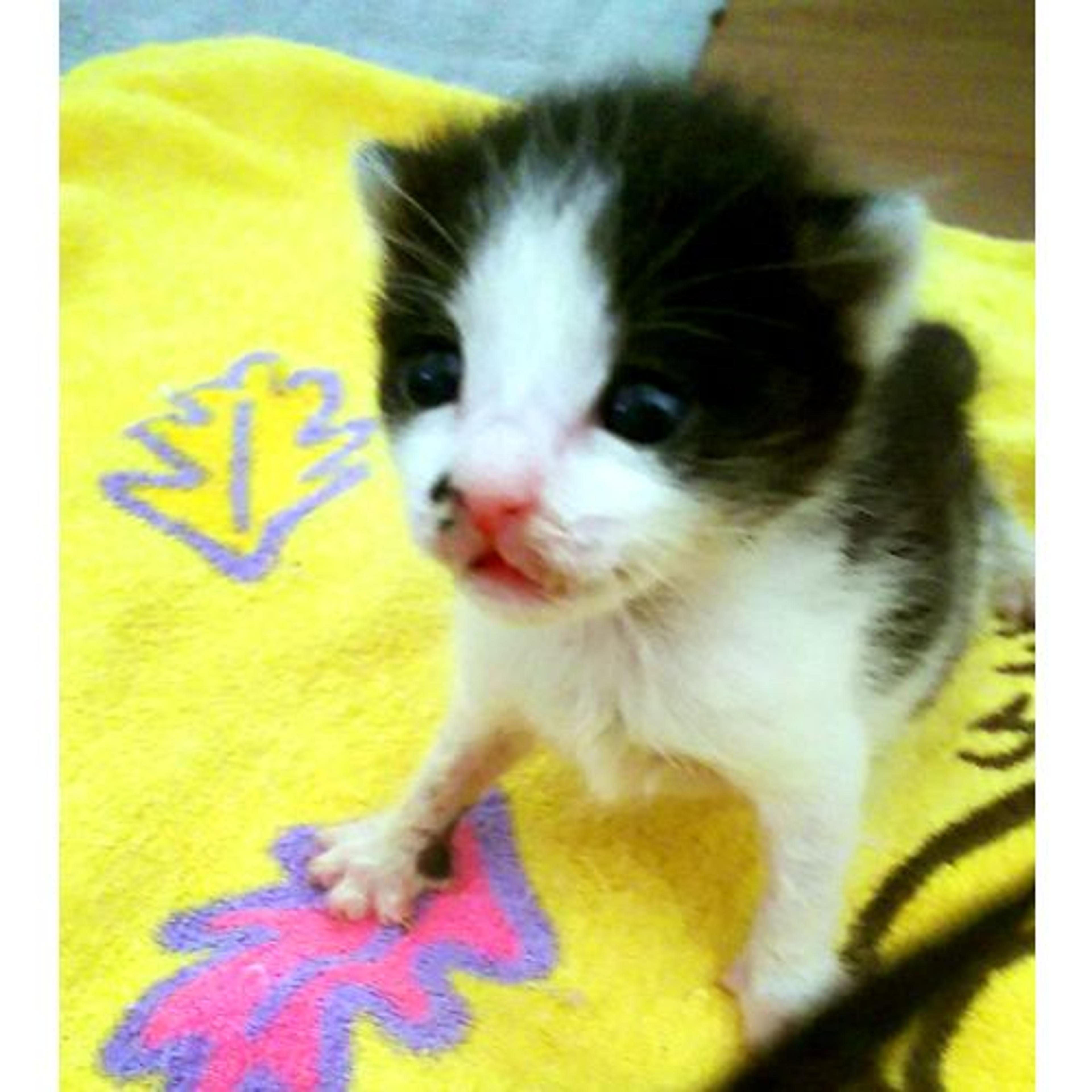 pet-image-2