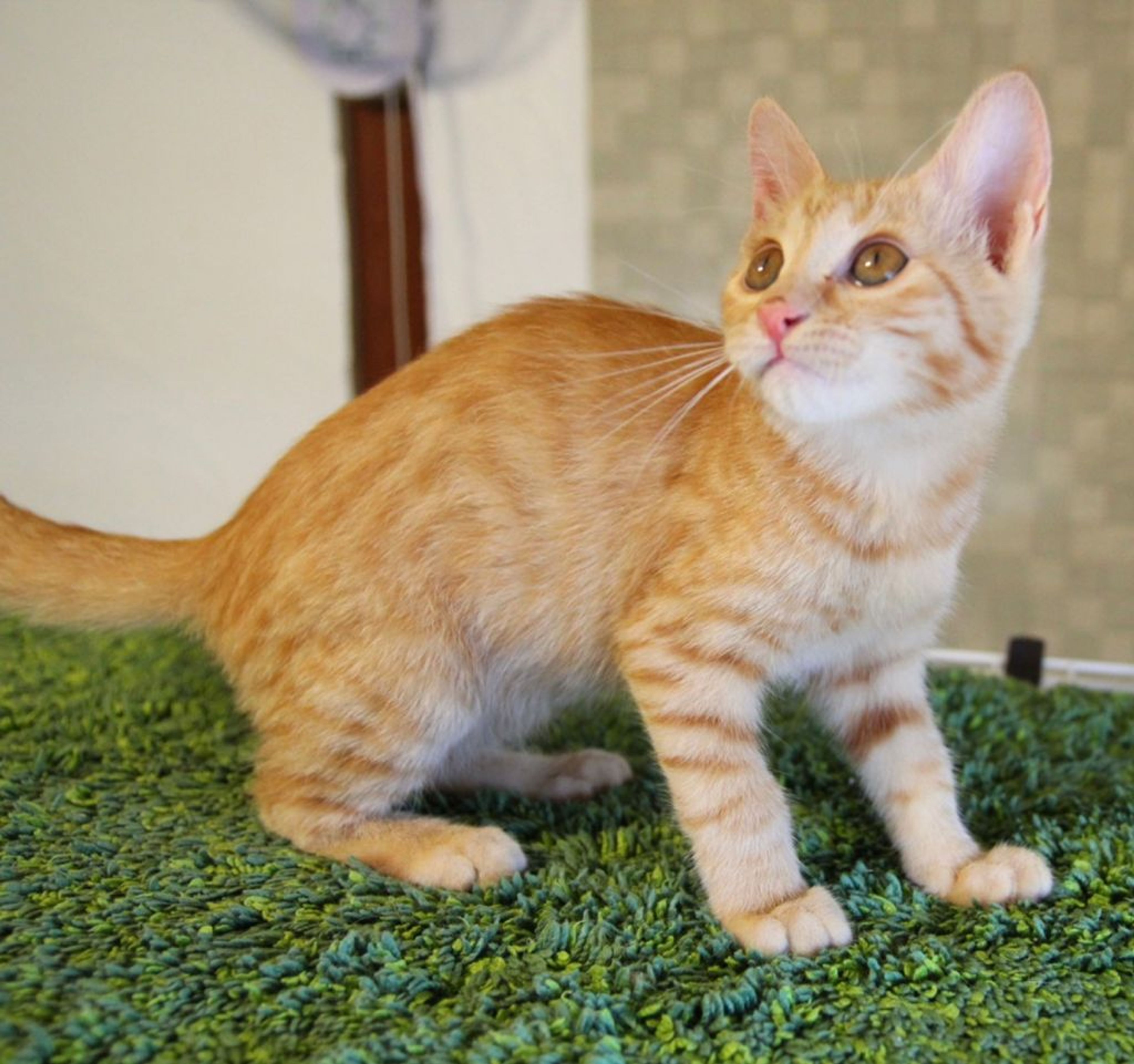 pet-image-3