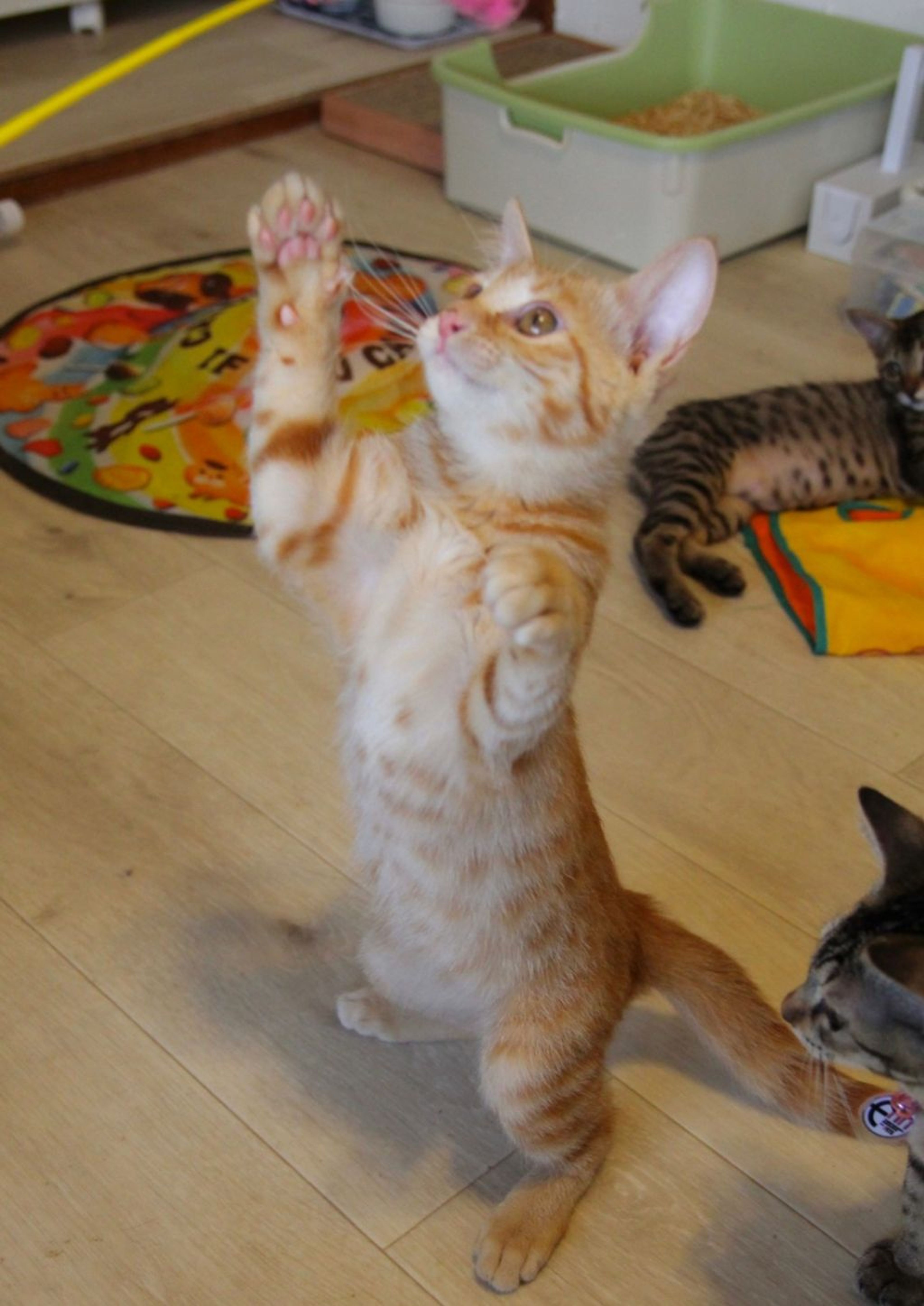 pet-image-4