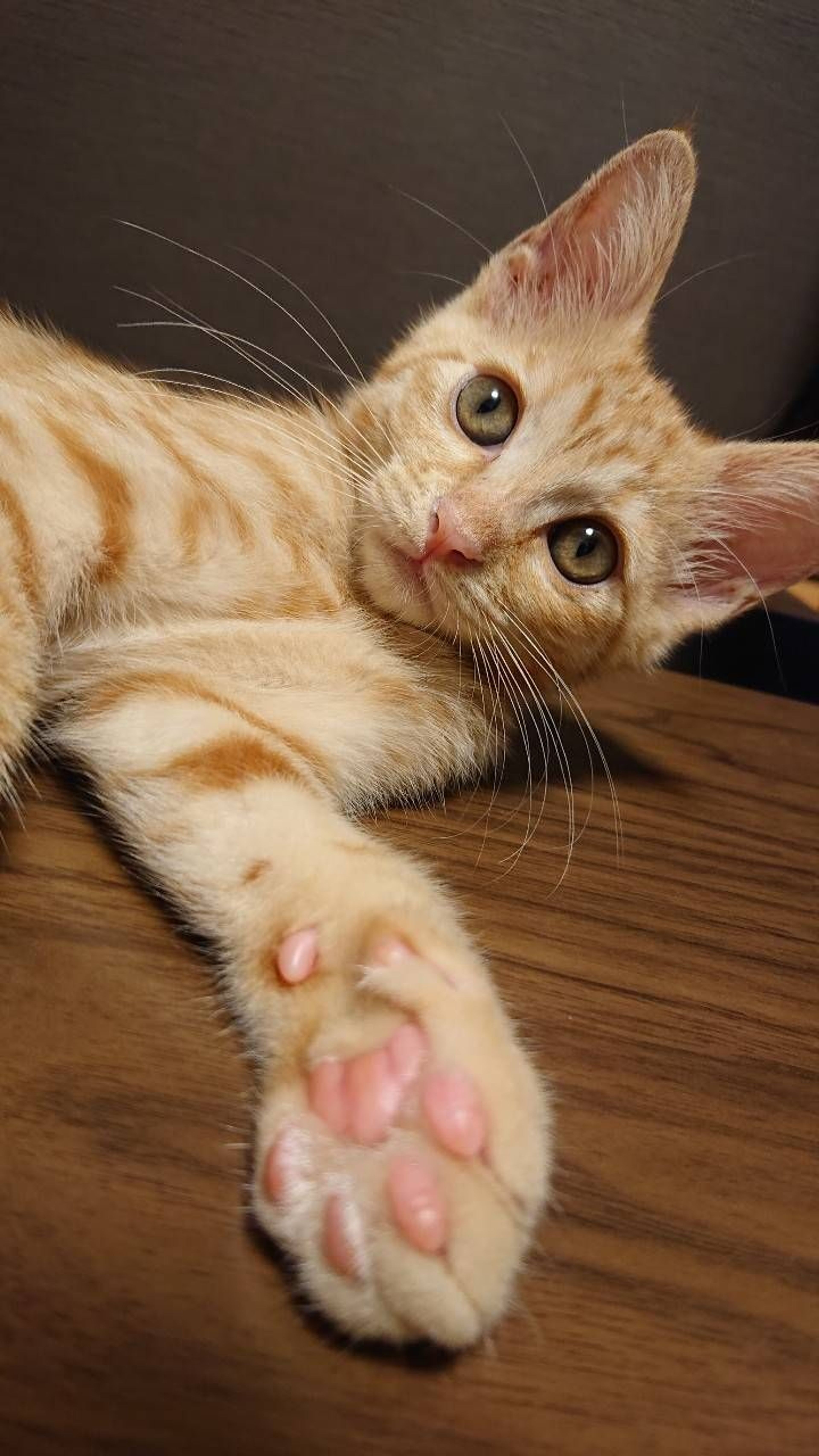 pet-image-8