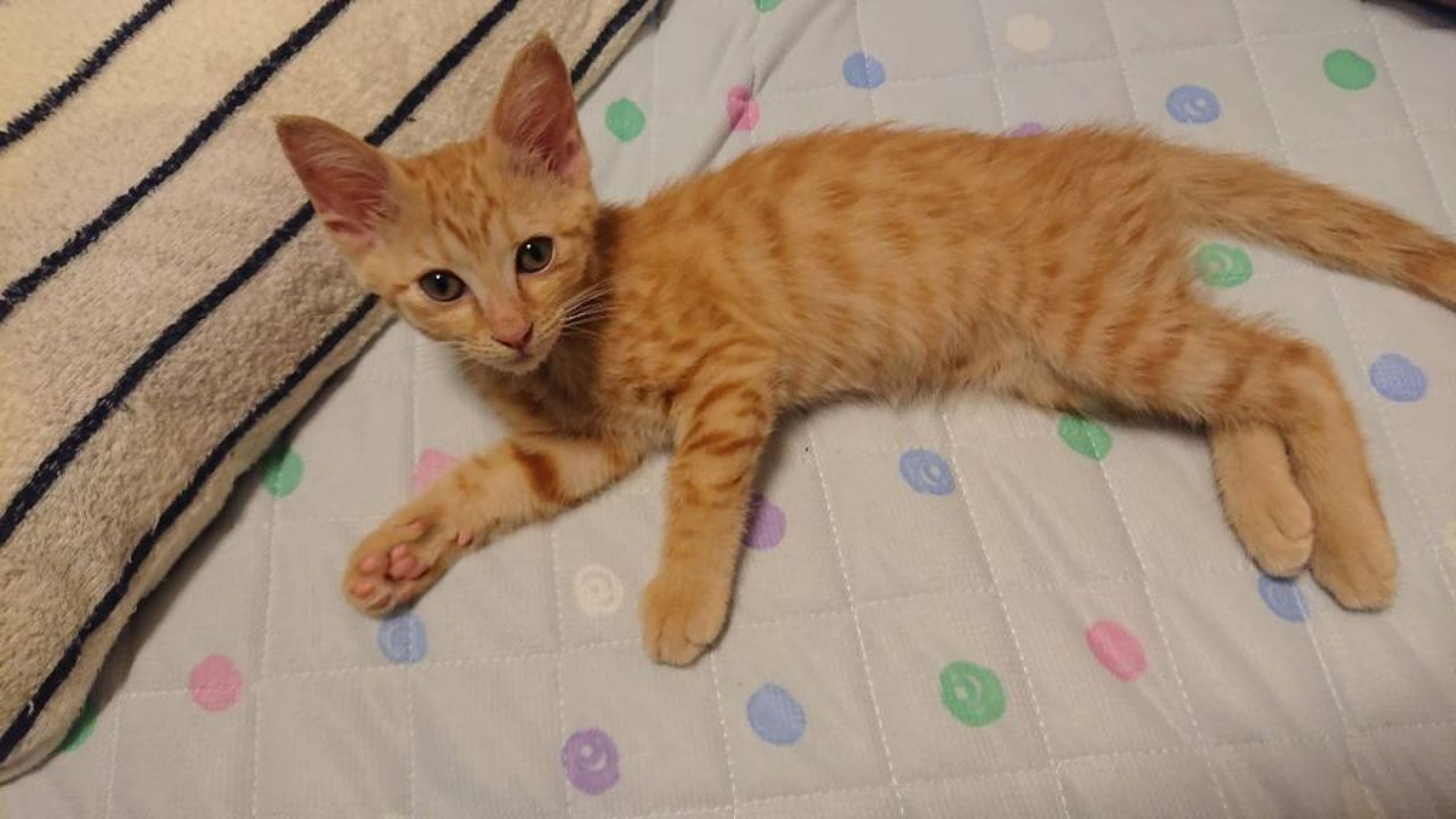 pet-image-9