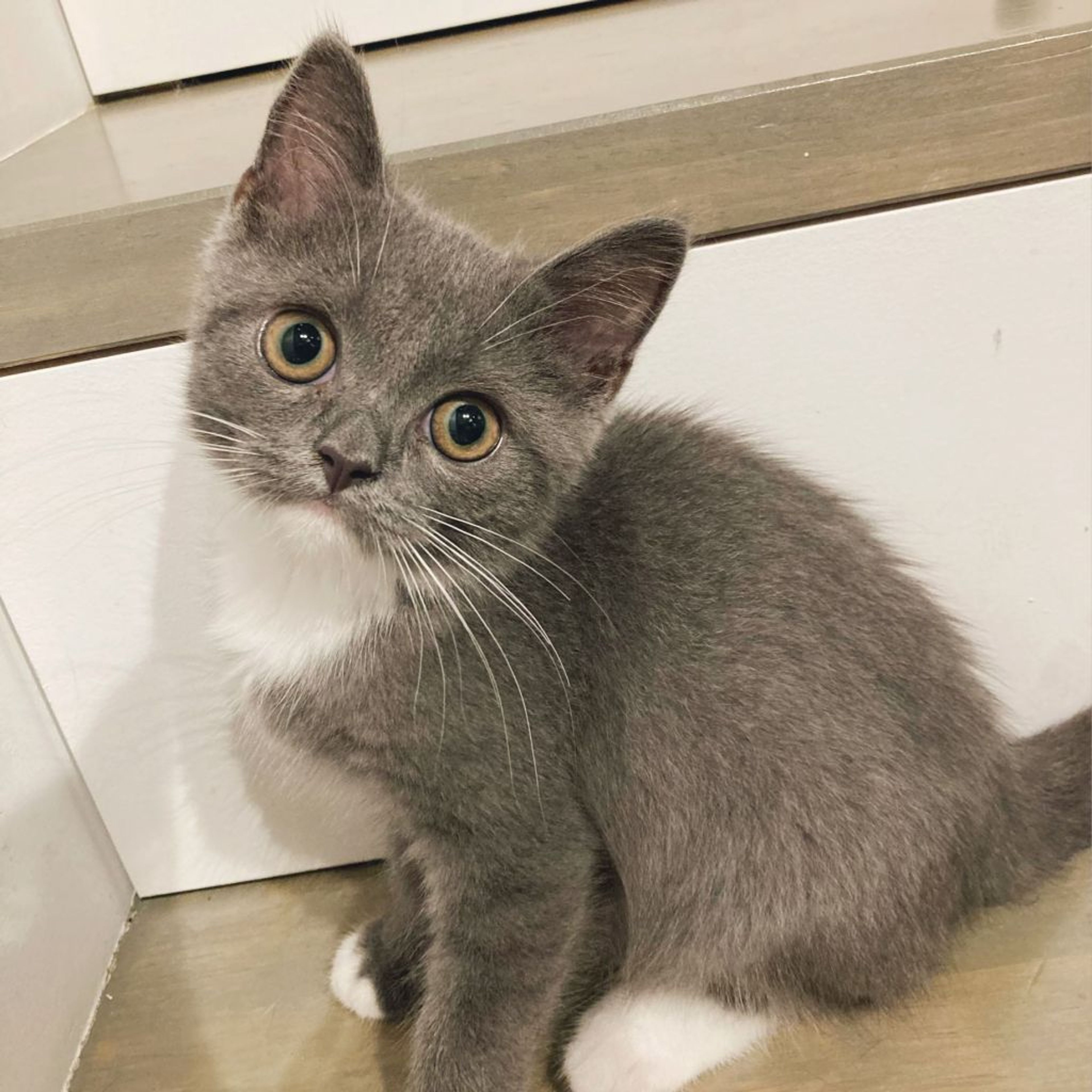pet-image-2