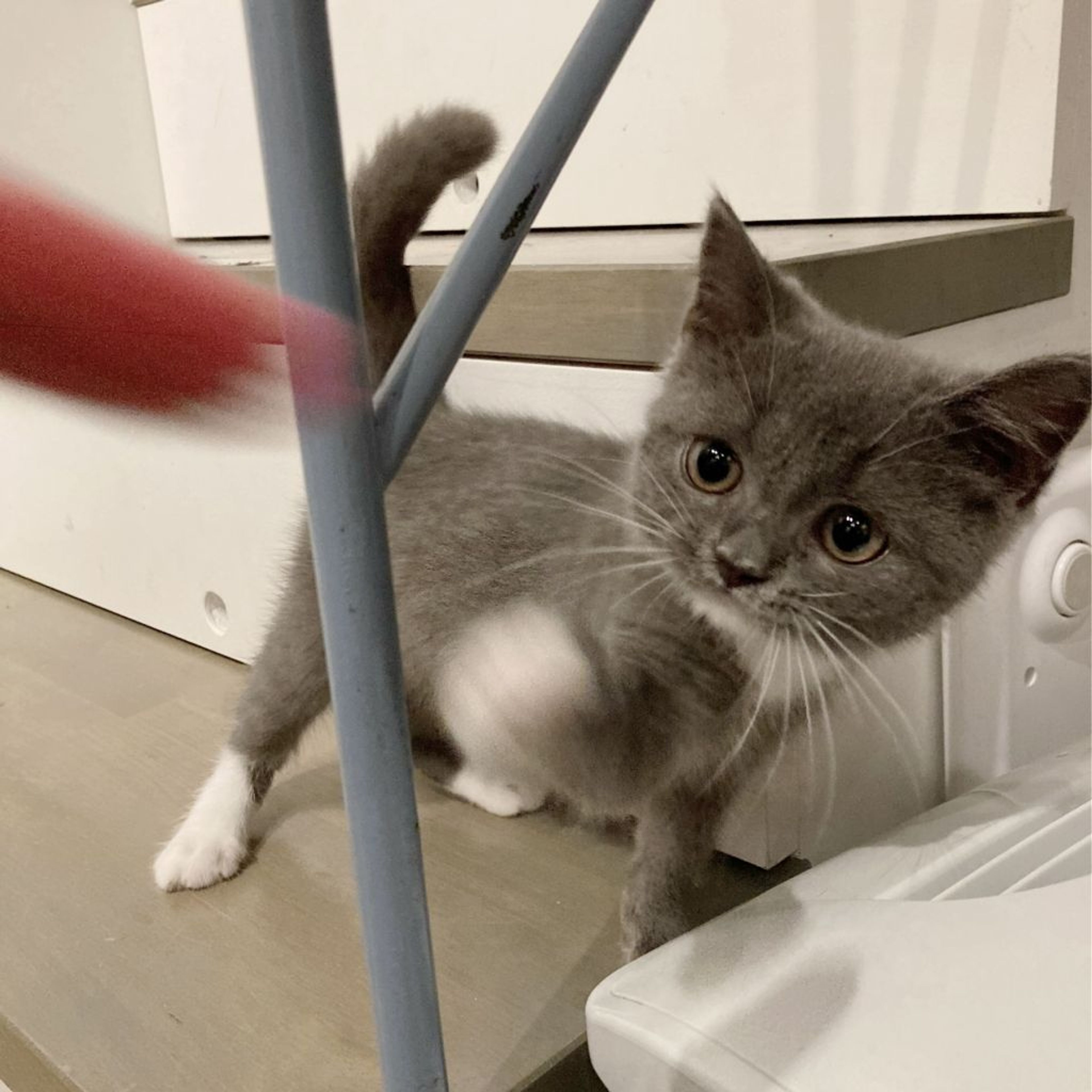 pet-image-4