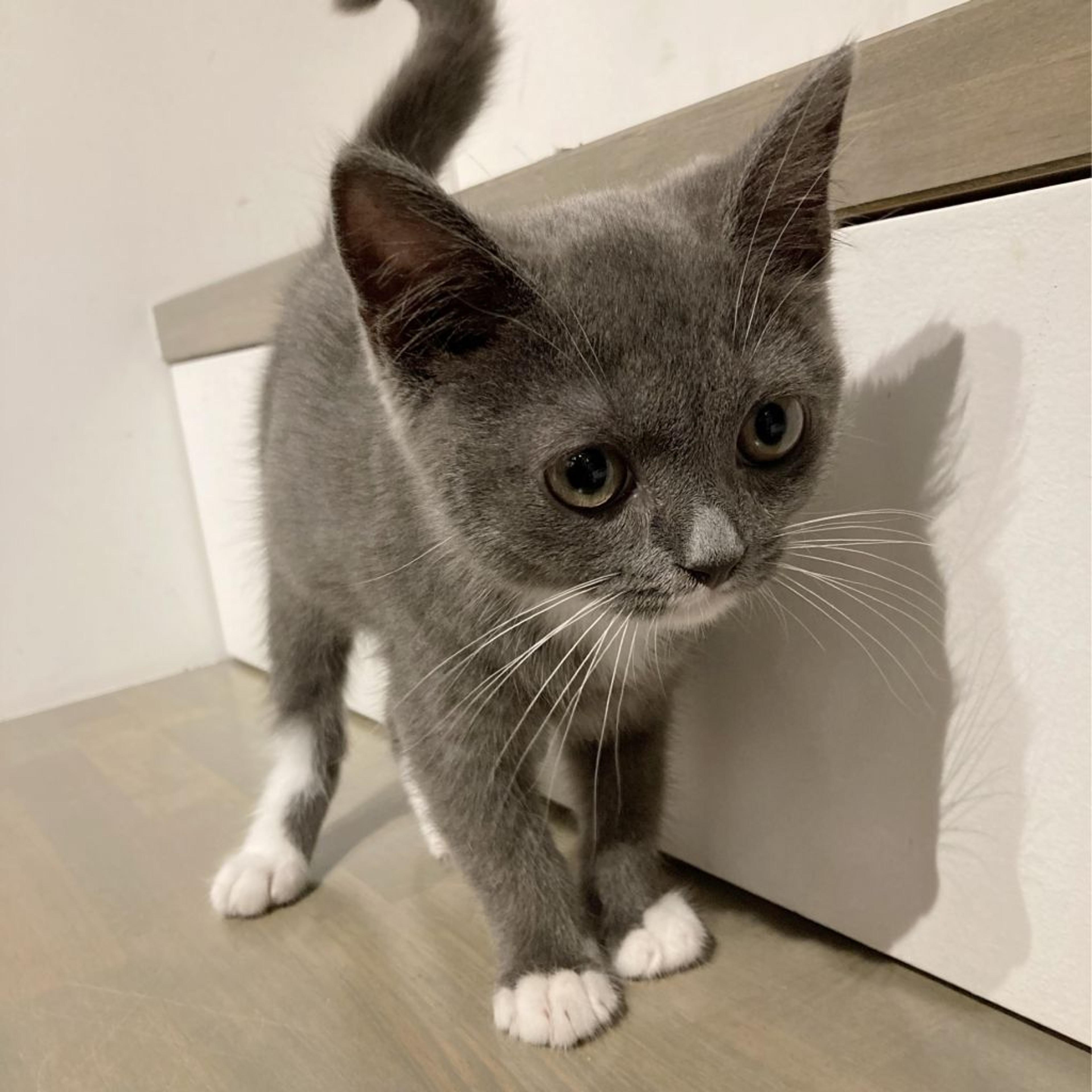 pet-image-3