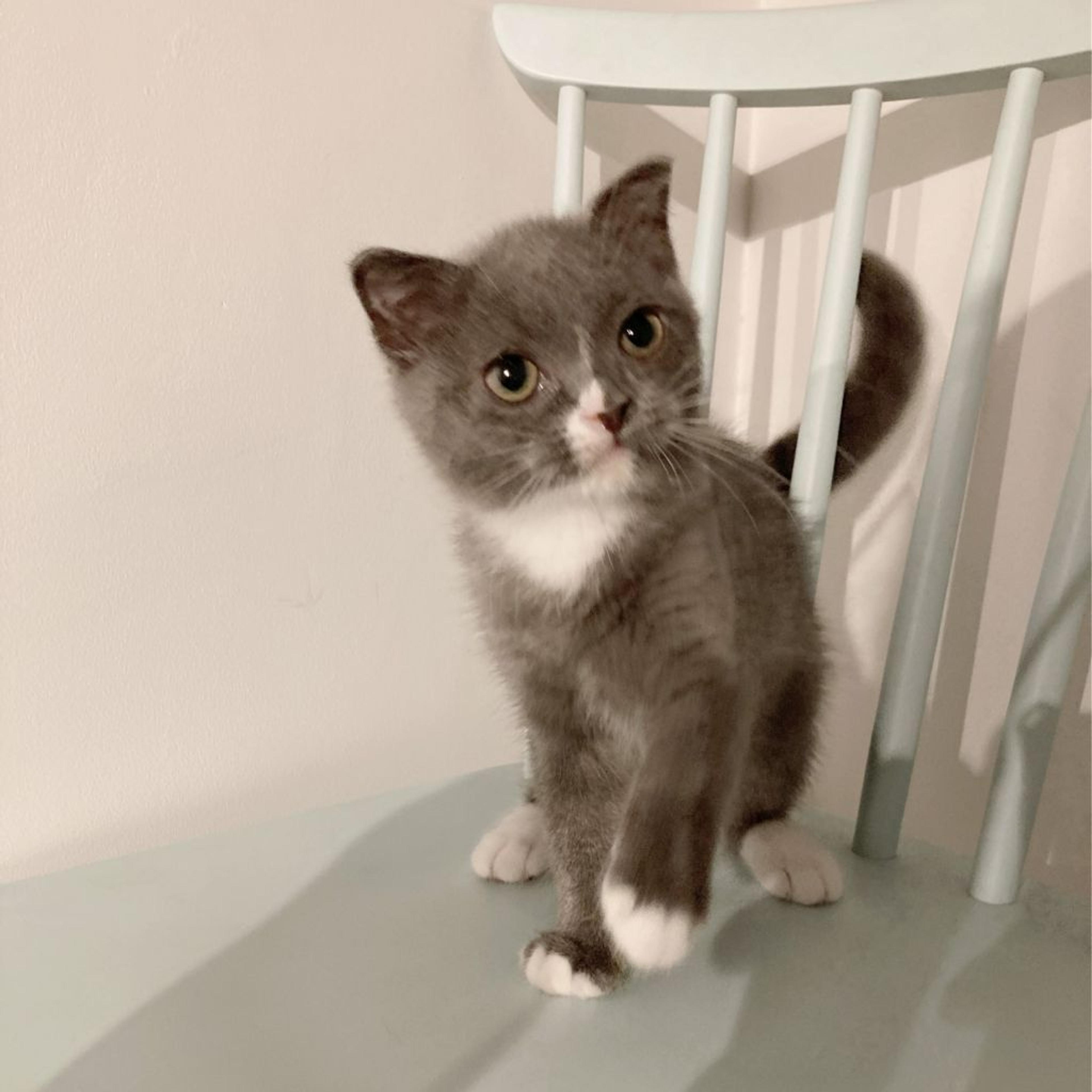 pet-image-4