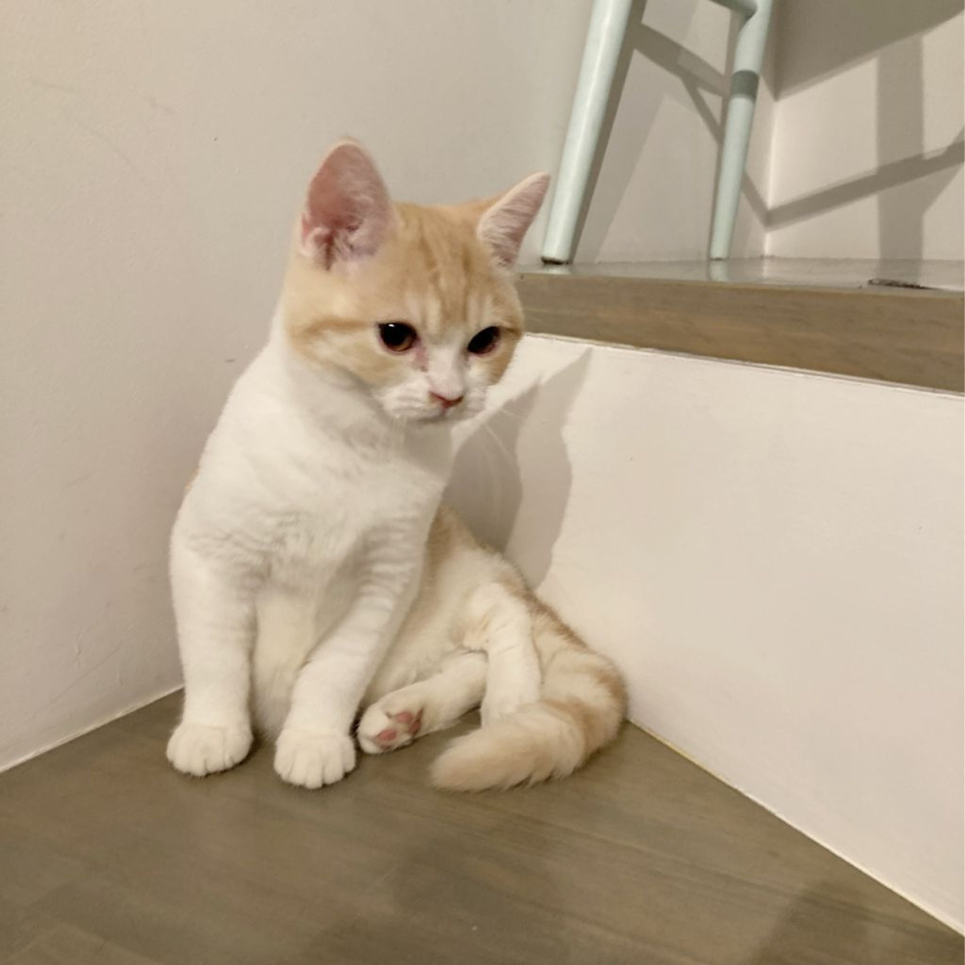 pet-image-3