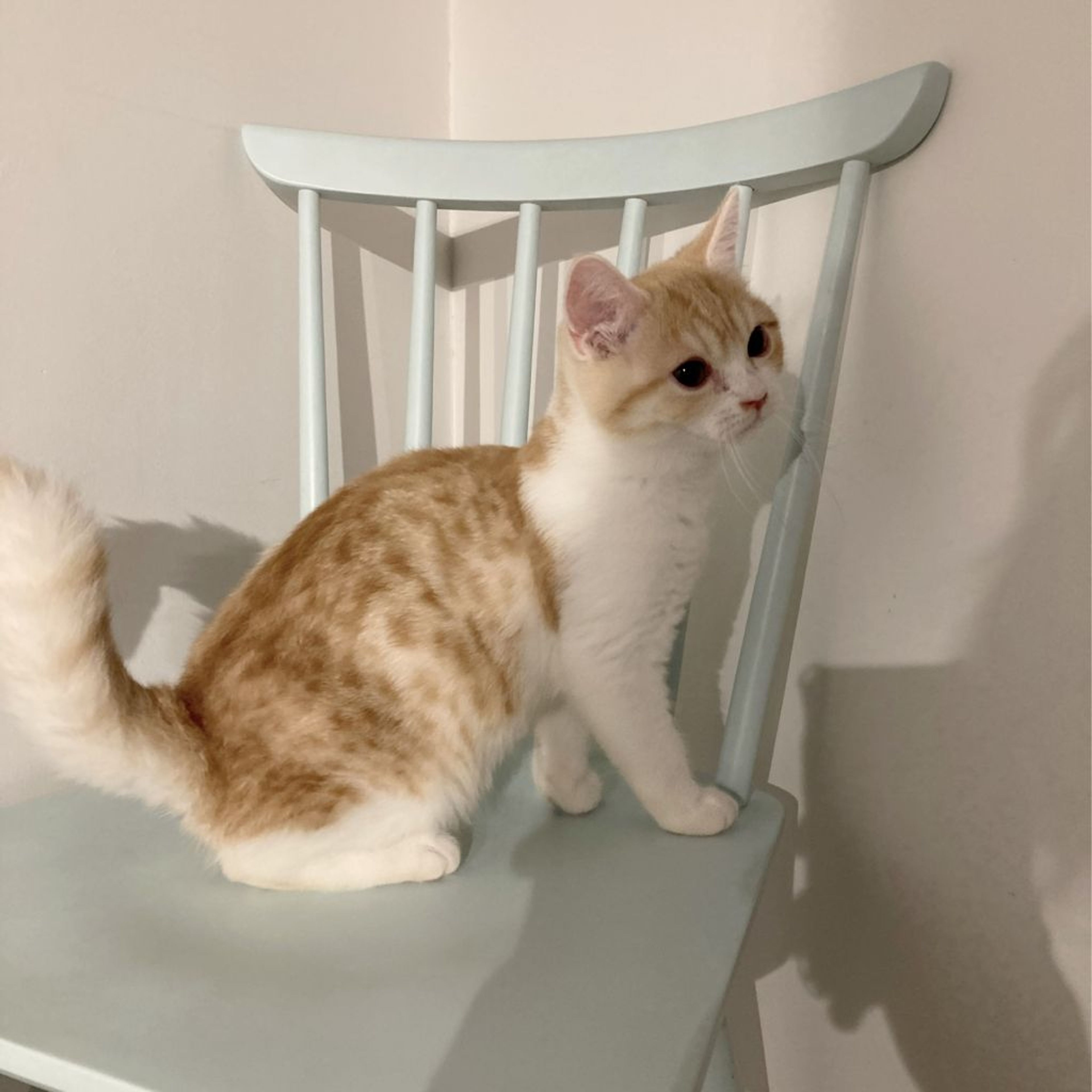 pet-image-4