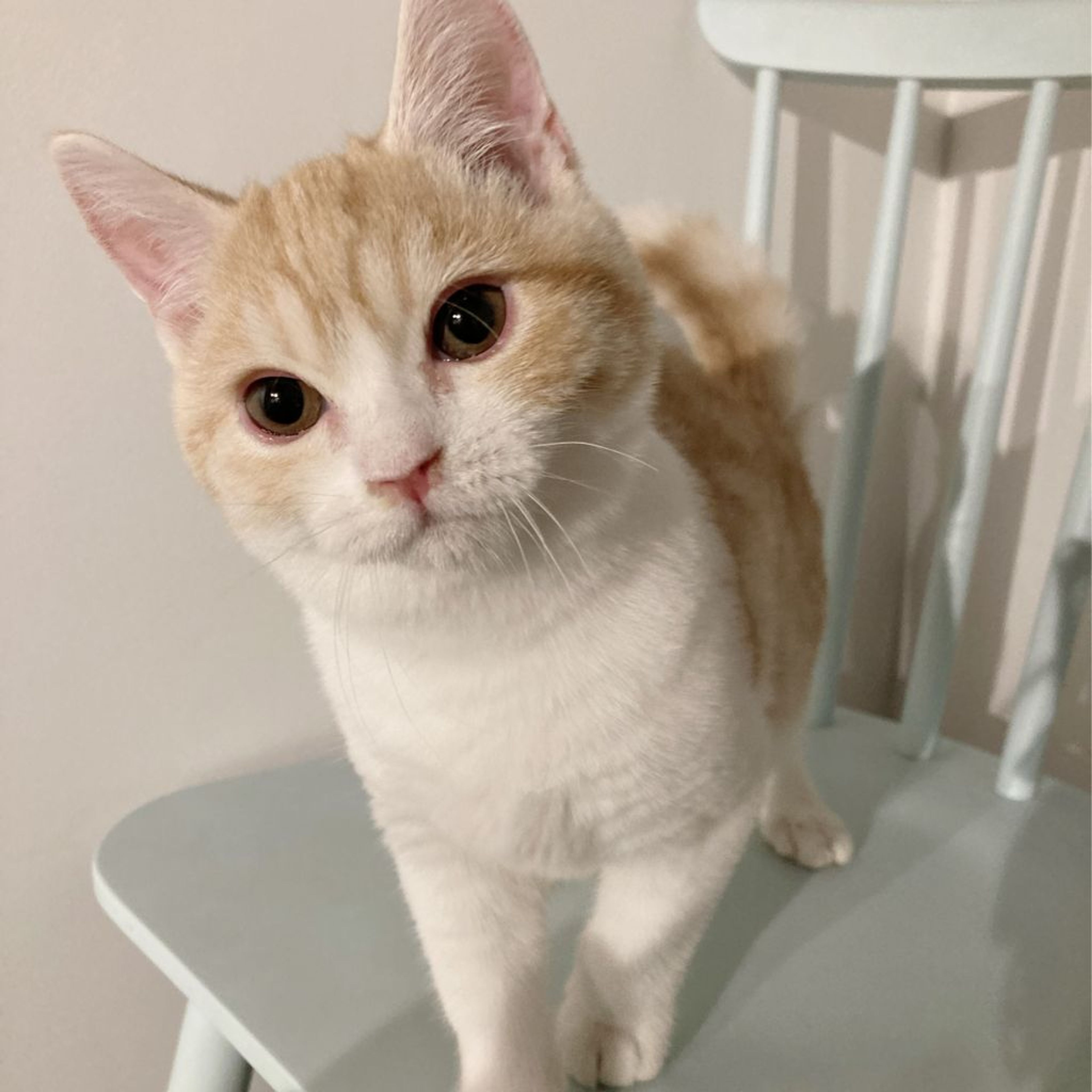 pet-image-5