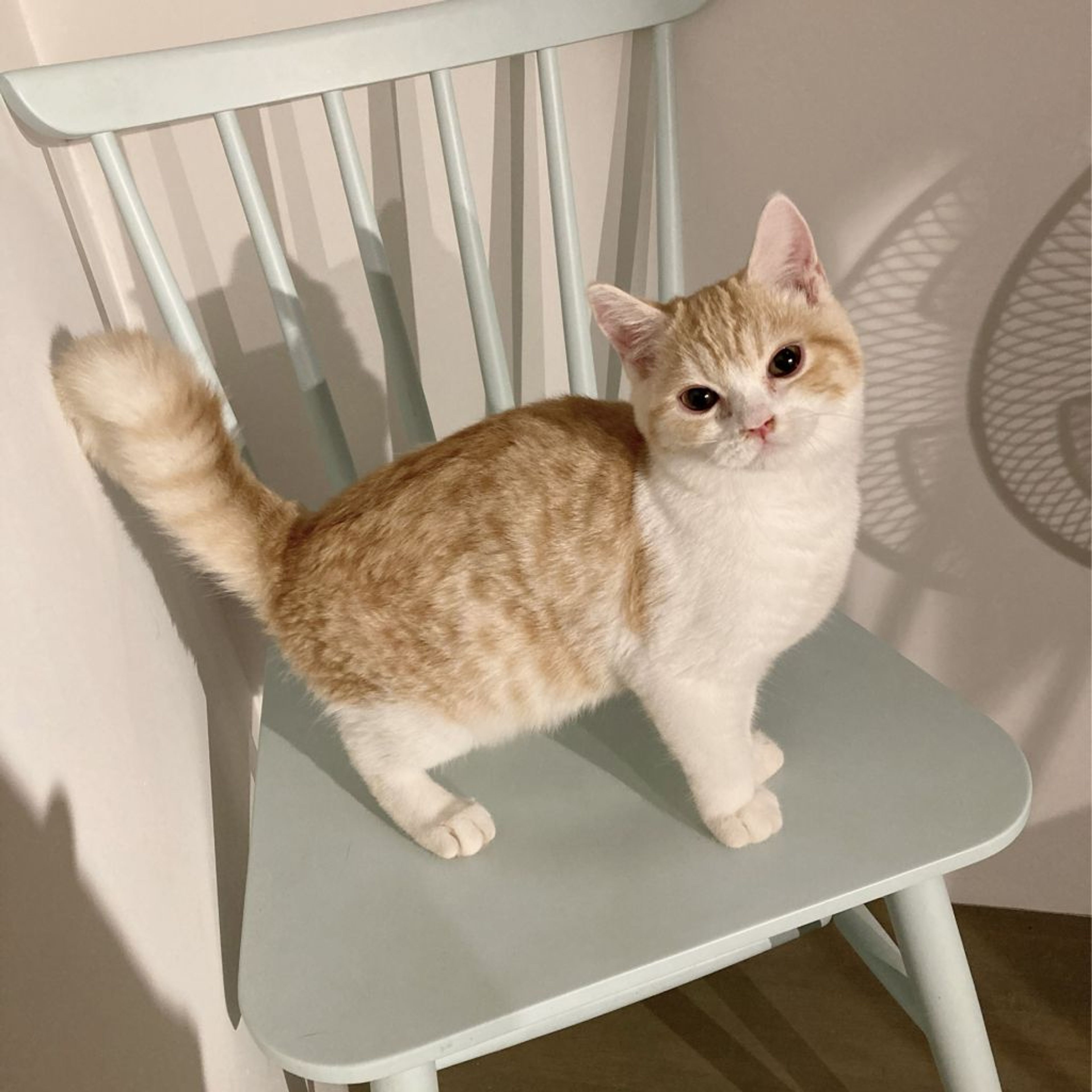 pet-image-6