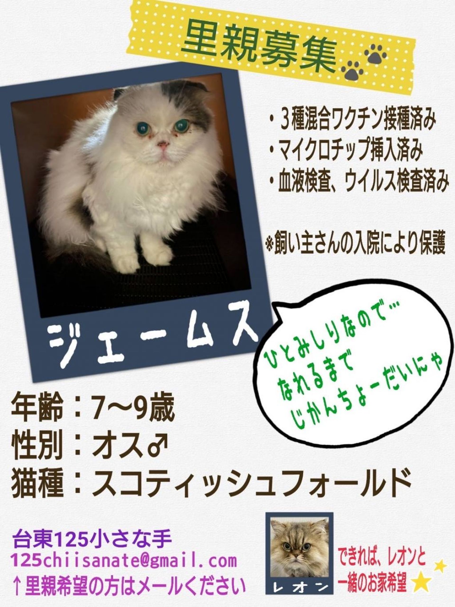 スコティッシュフォールド・オスの里親募集の写真