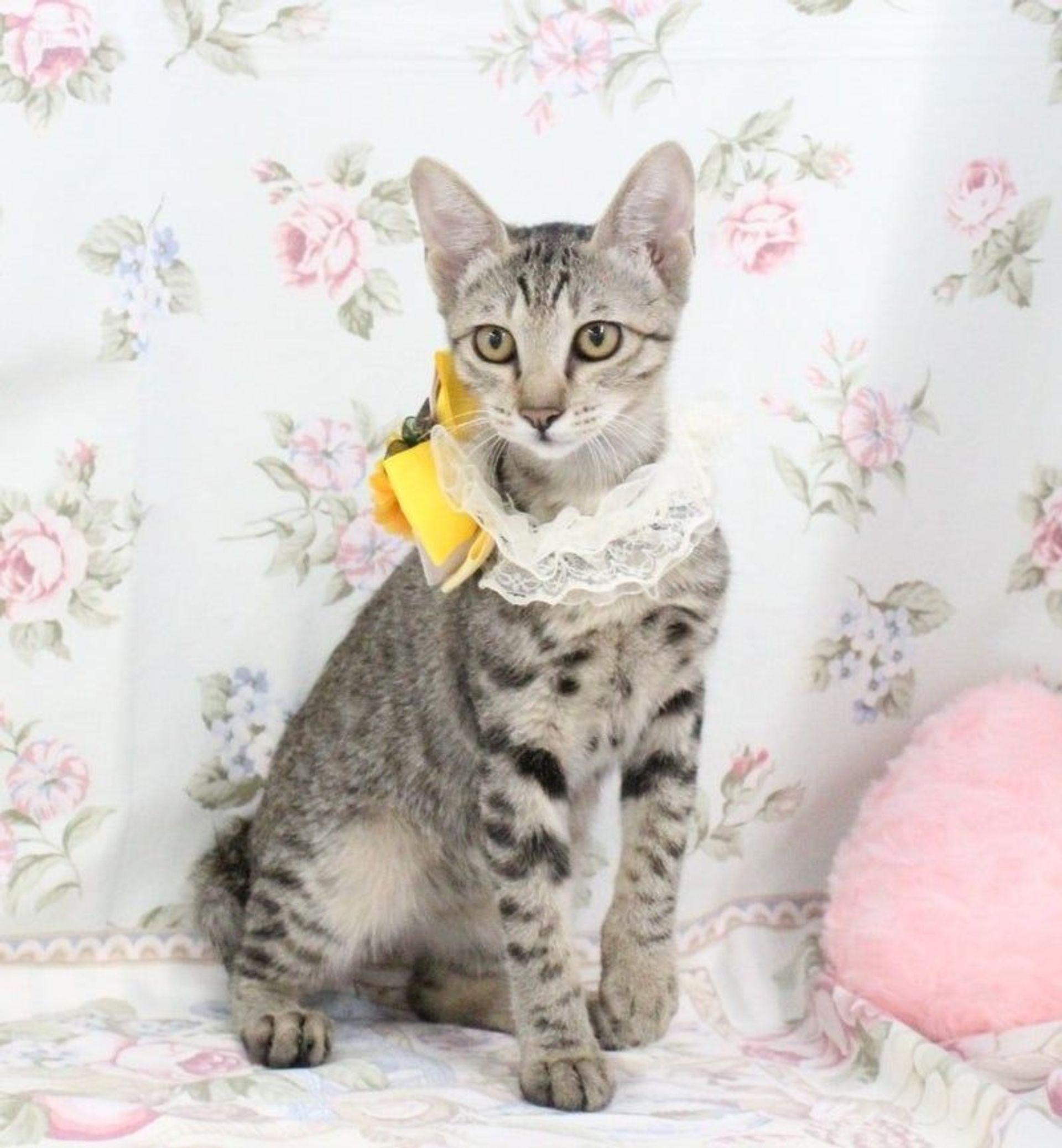 雑種（ミックス猫）・メスの里親募集の写真