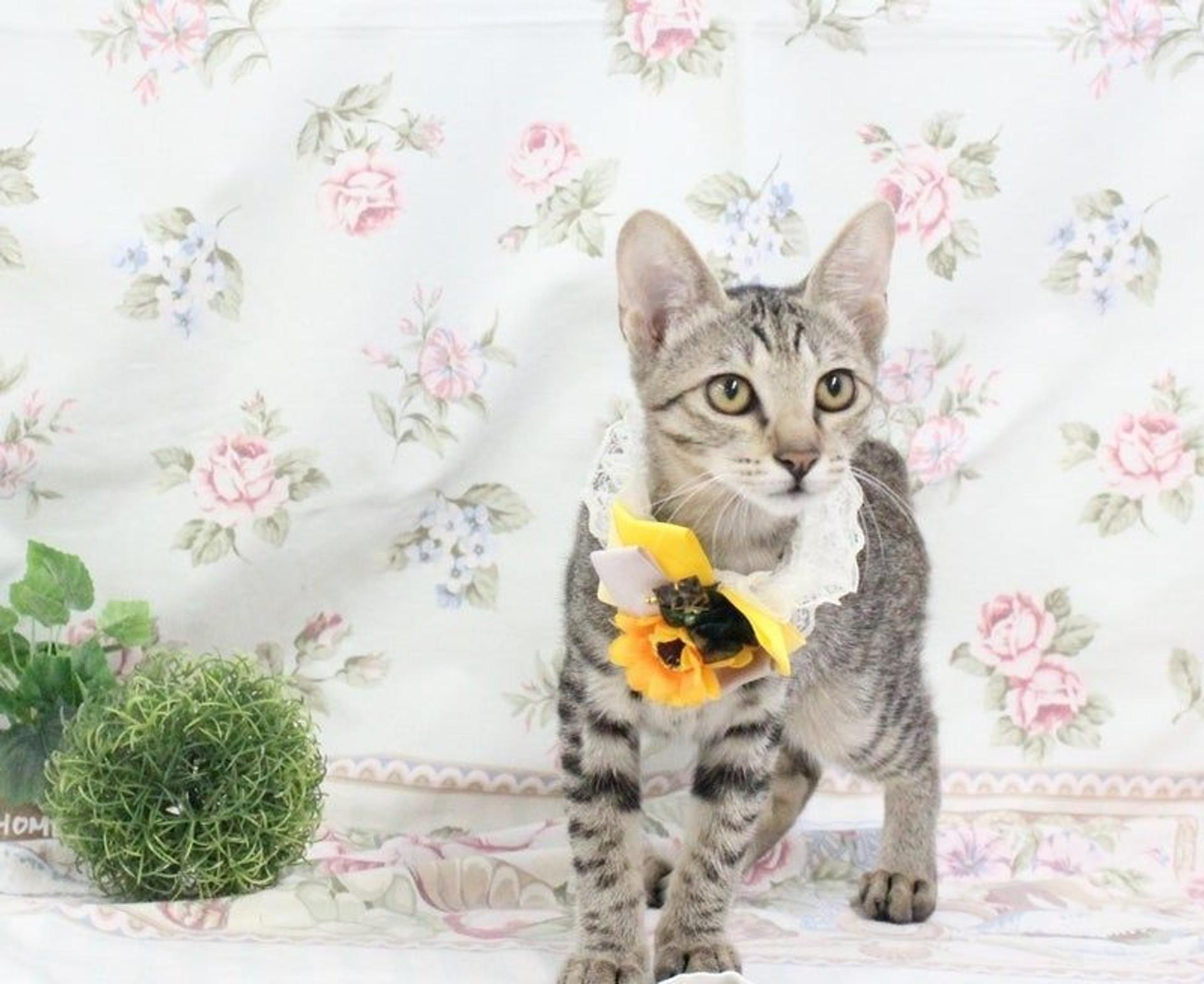 pet-image-2