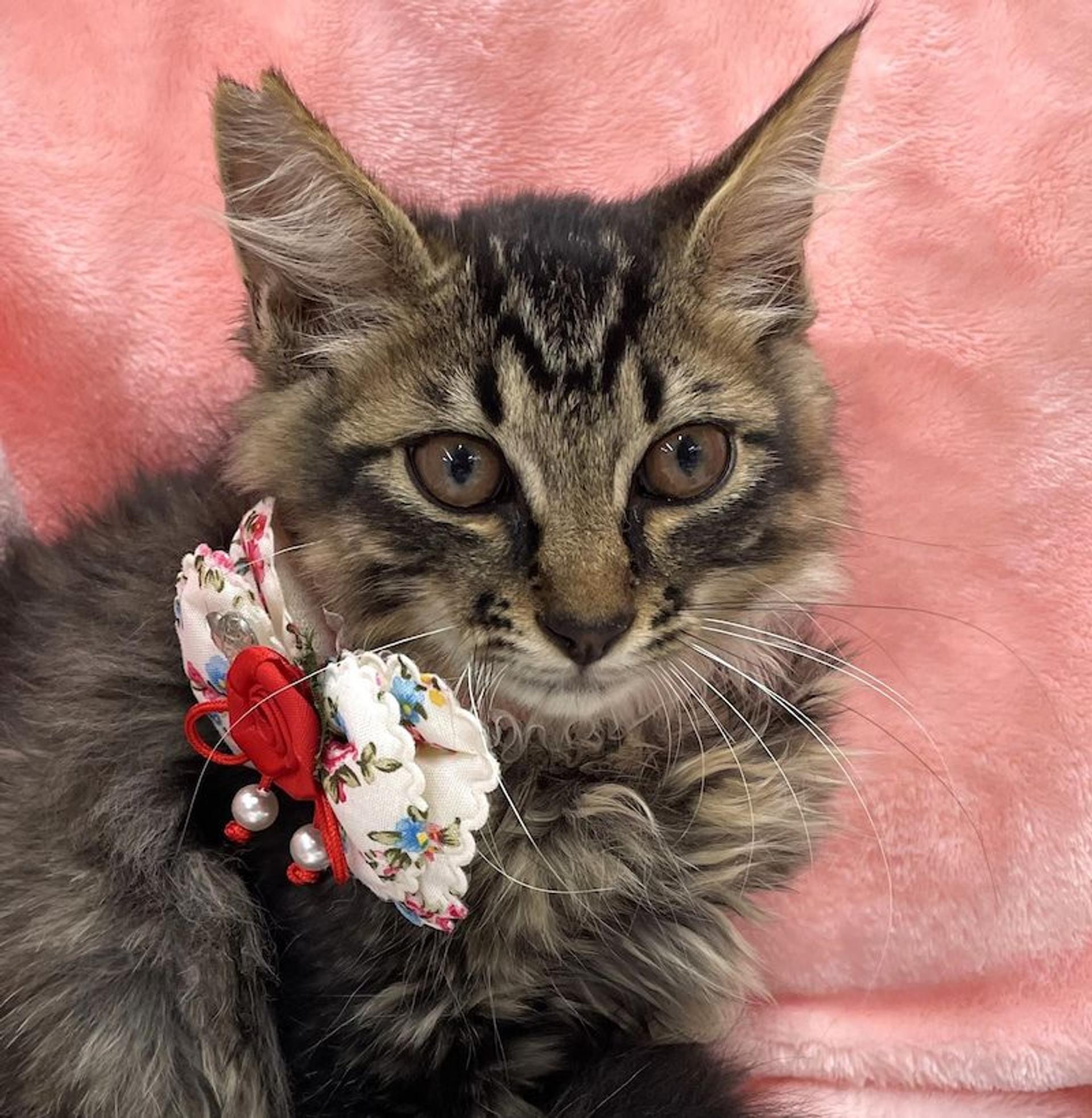 pet-image-2