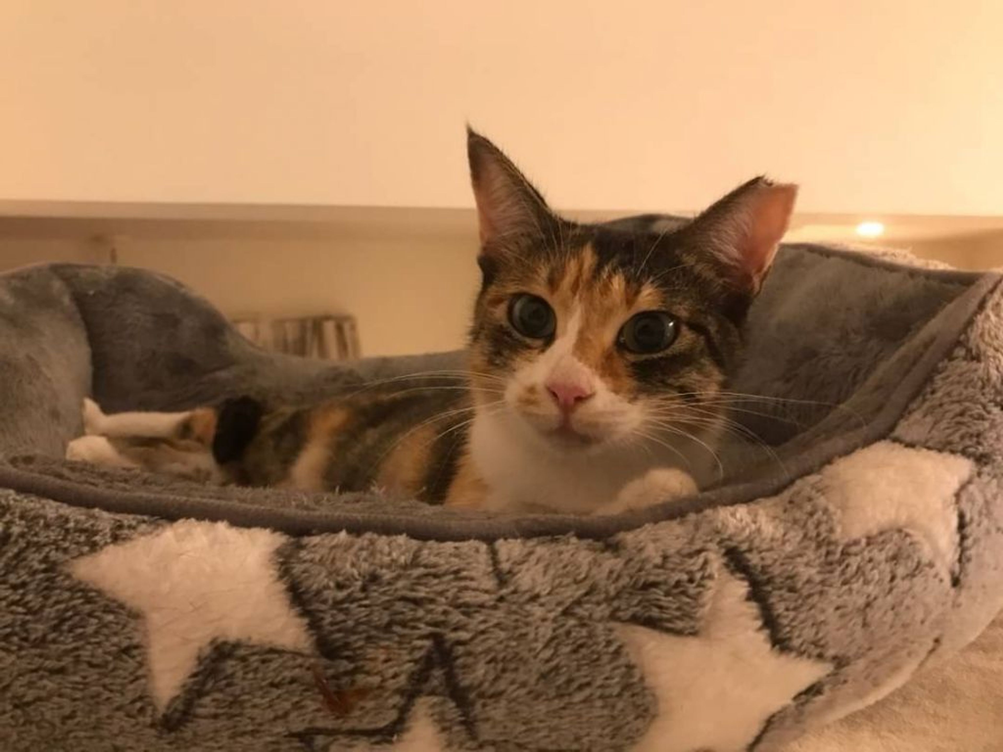 pet-image-3