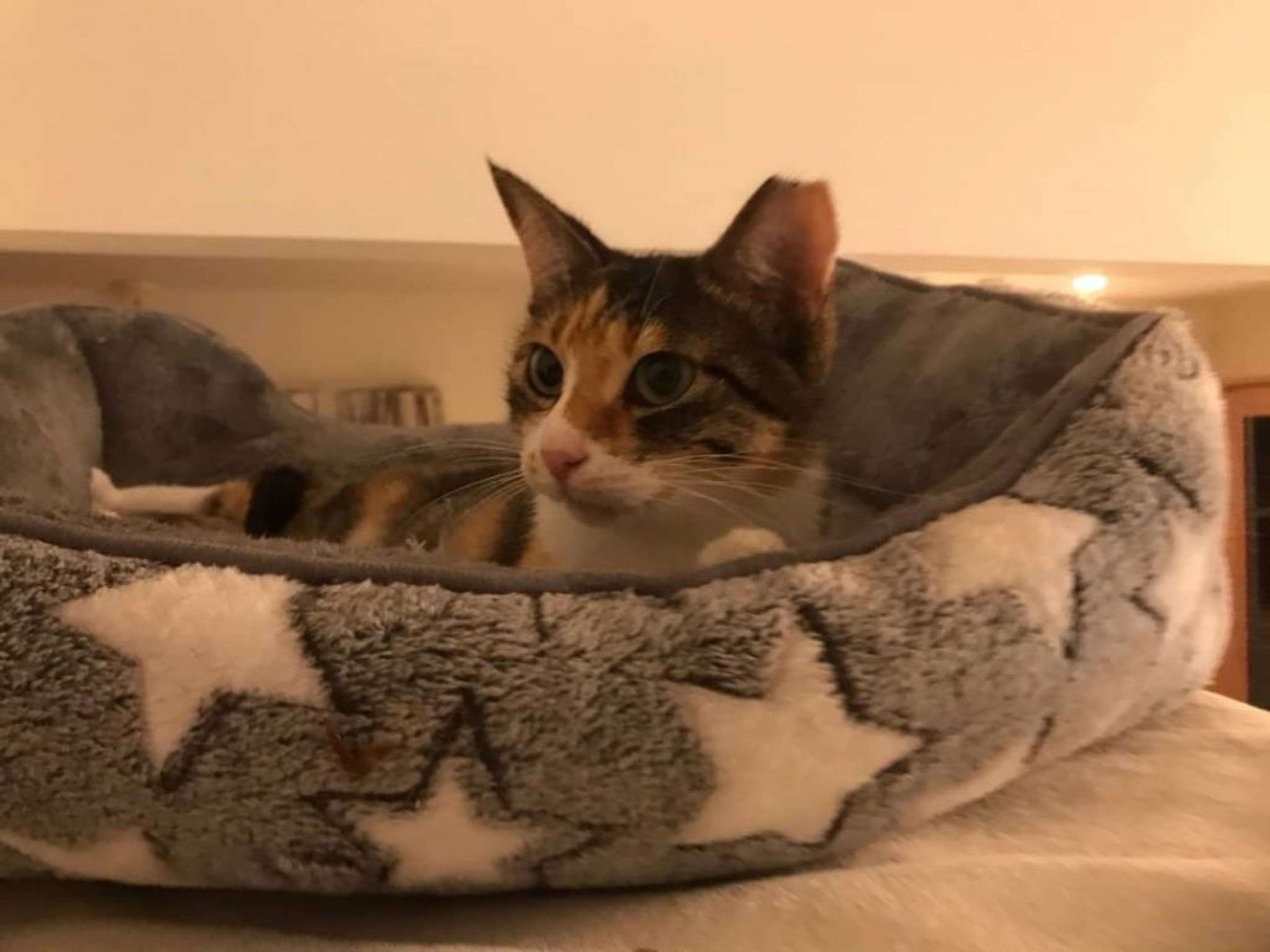 pet-image-5