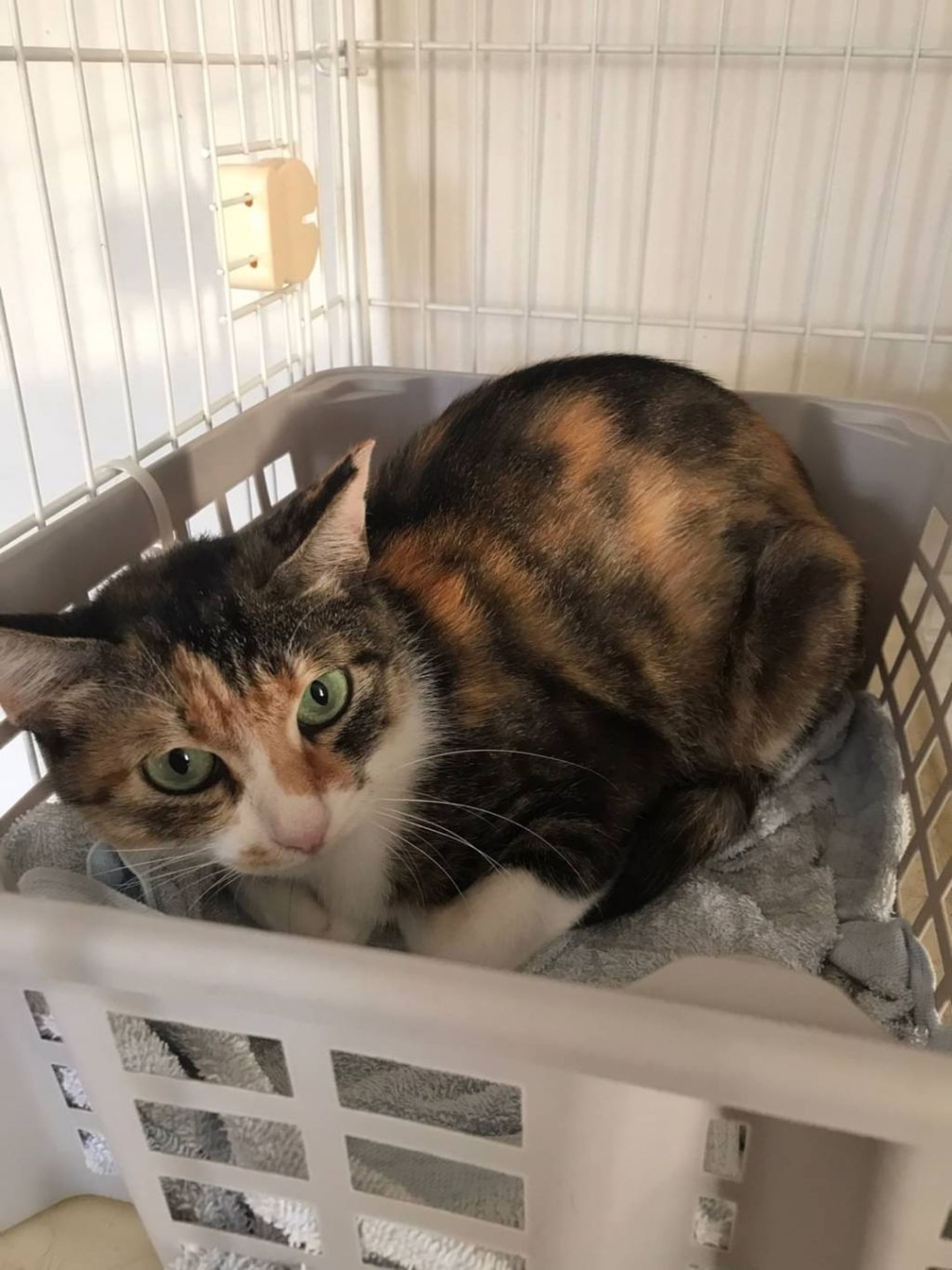pet-image-8