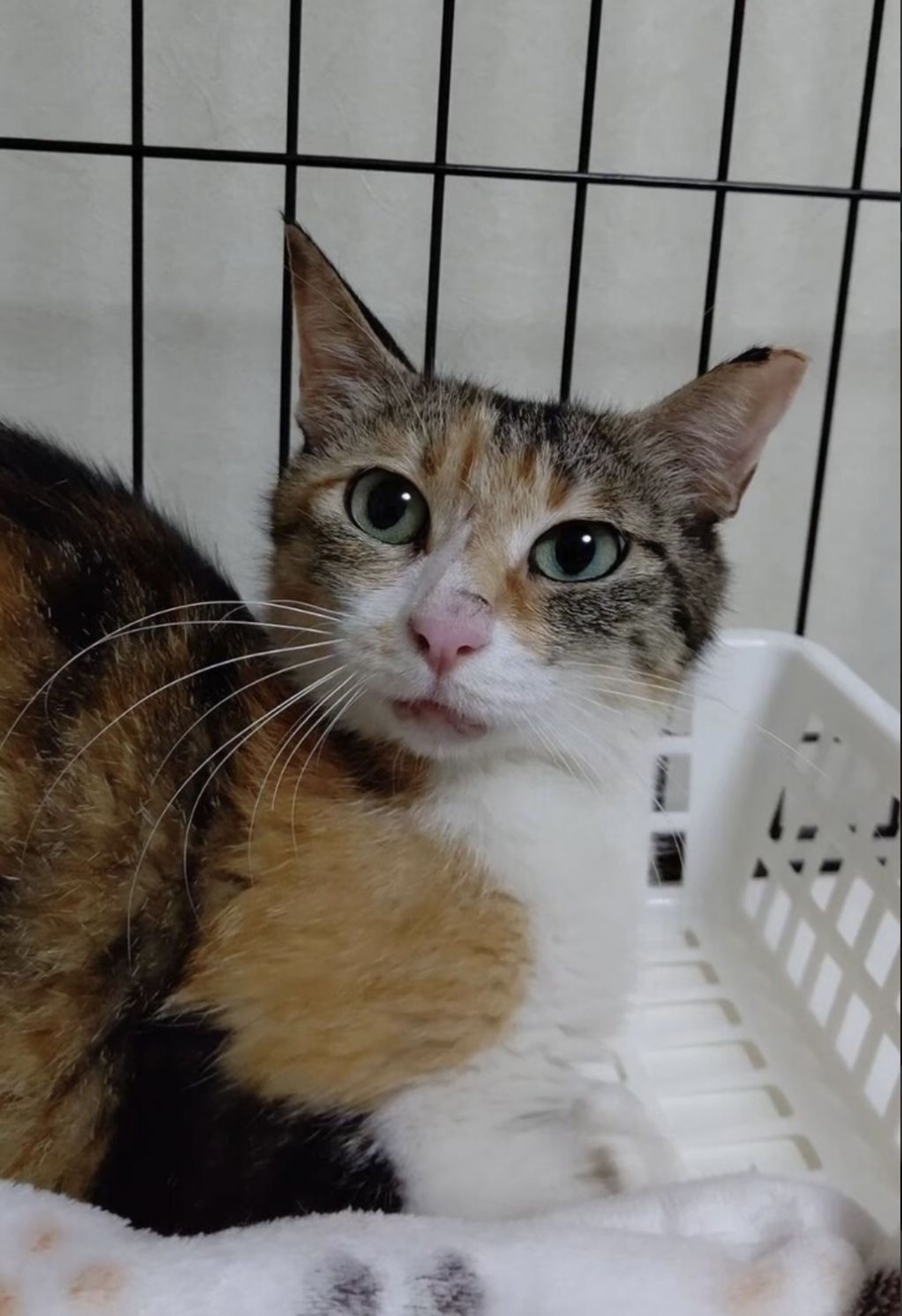 pet-image-9
