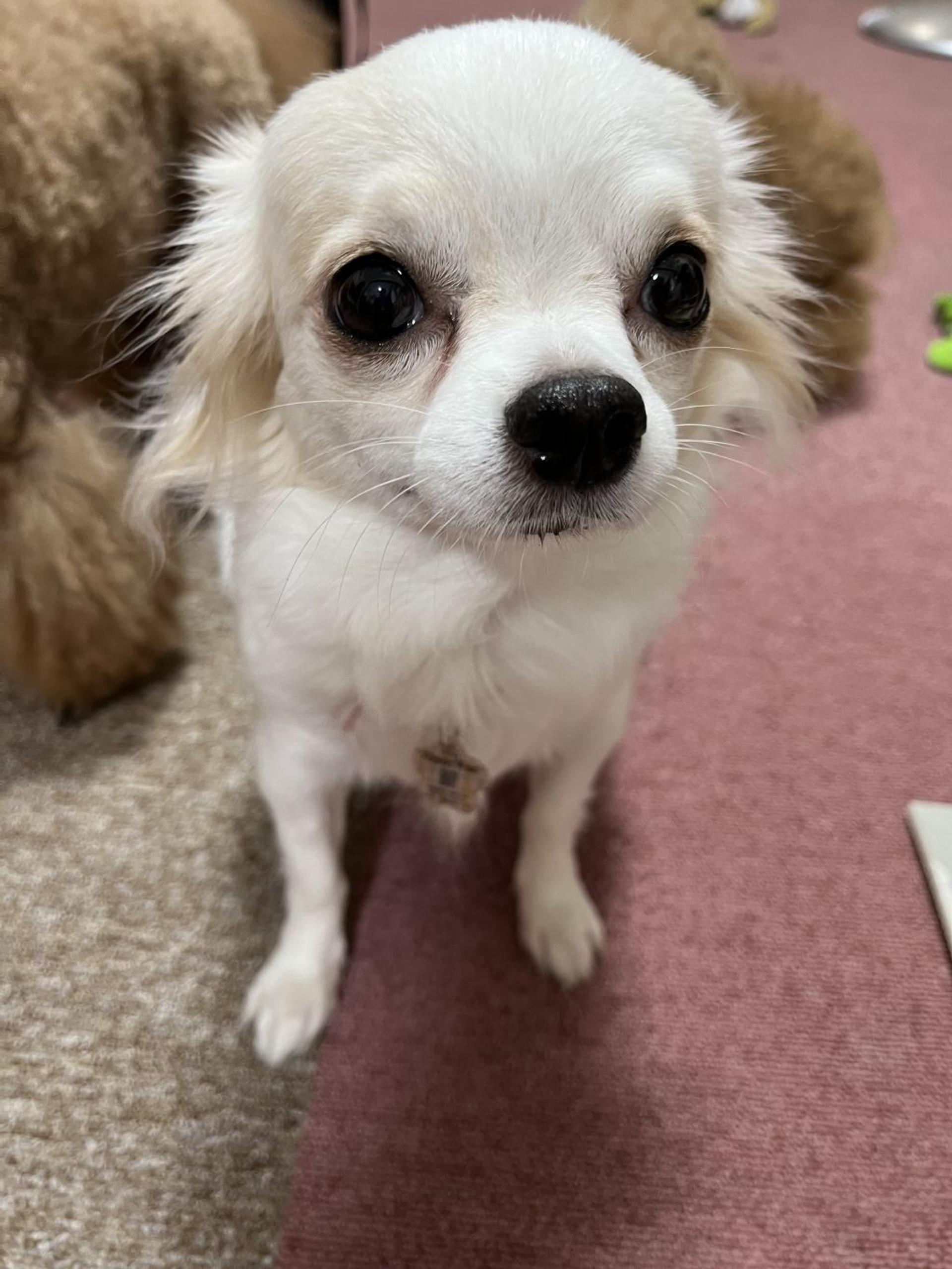 pet-image-4