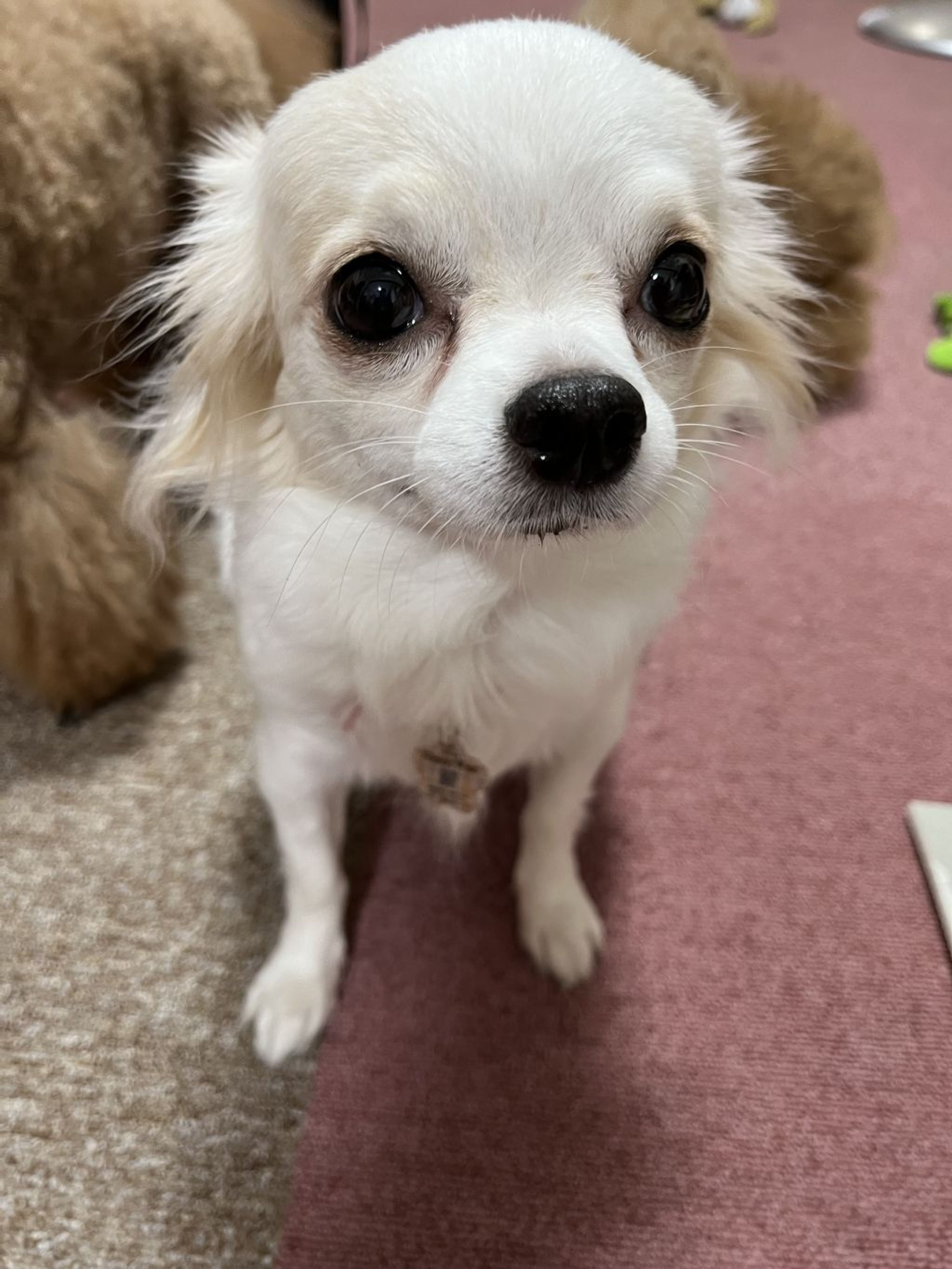 pet-image-4